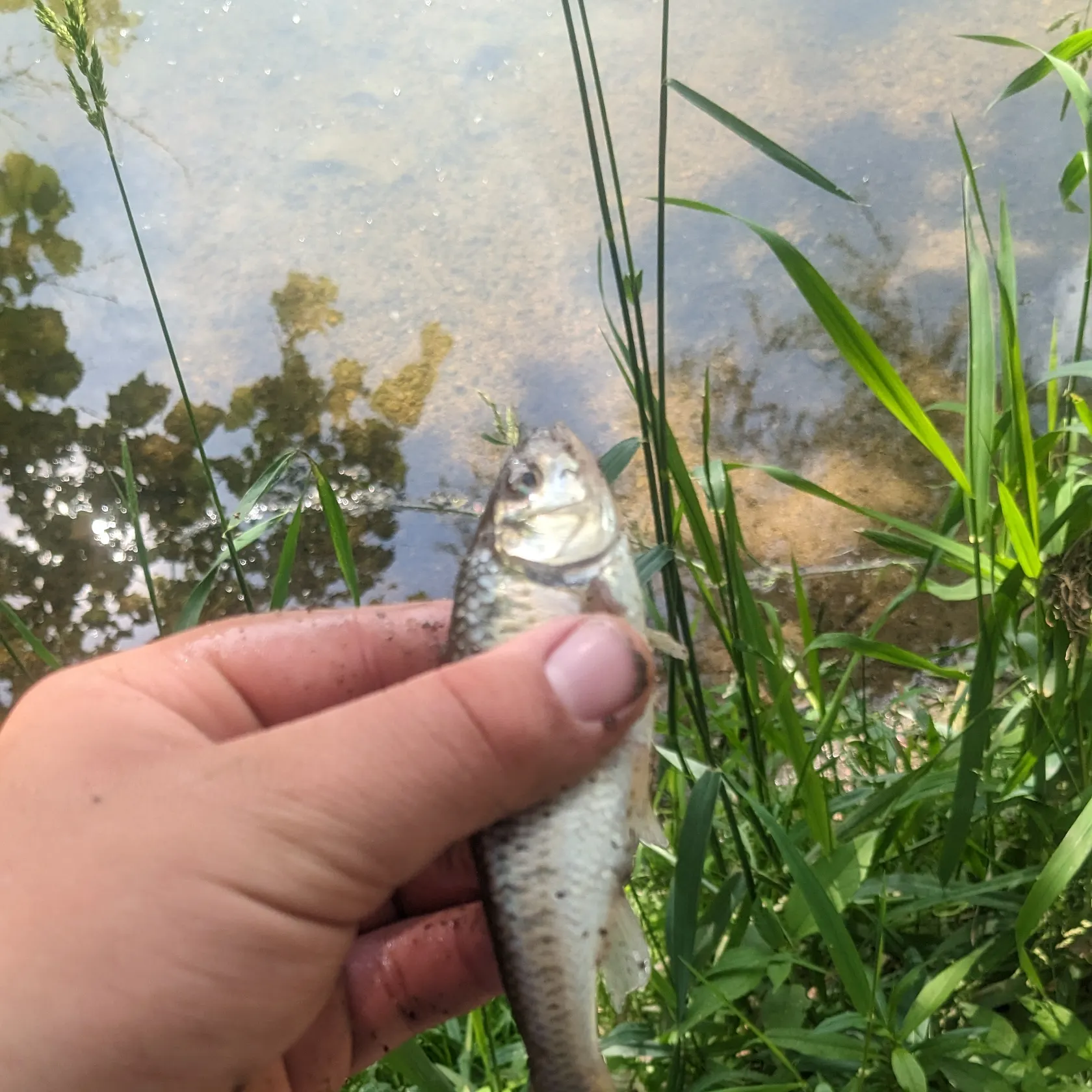 Striped shiner caught on Fishbrain