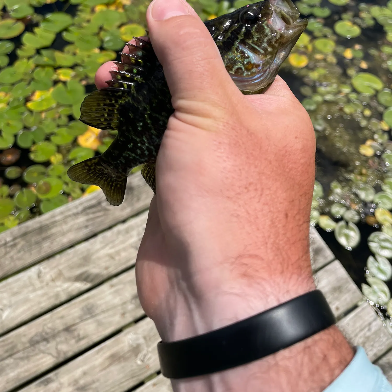The most recent Warmouth catches on Fishbrain