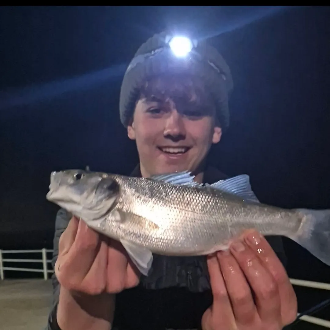 The most recent European seabass catches on Fishbrain