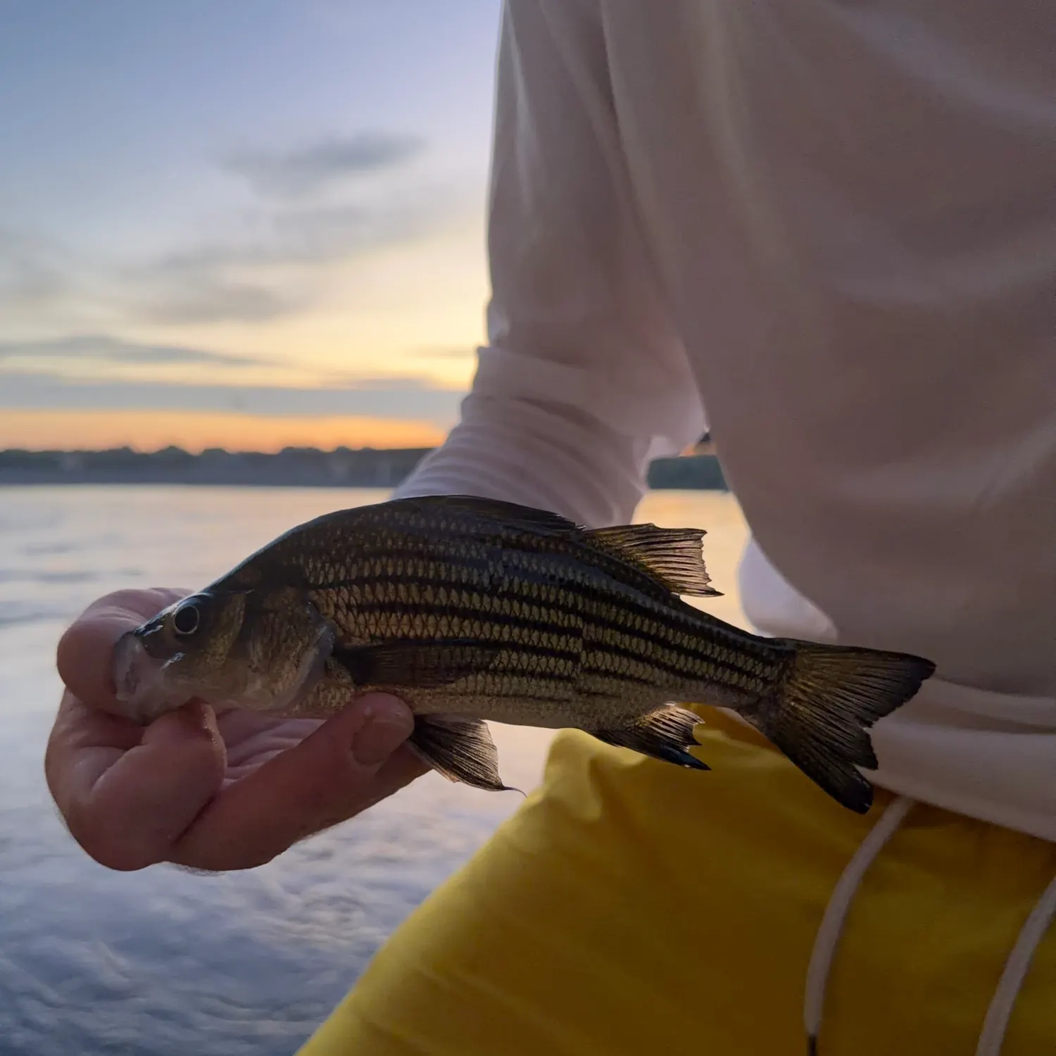 Yellow bass caught on Fishbrain