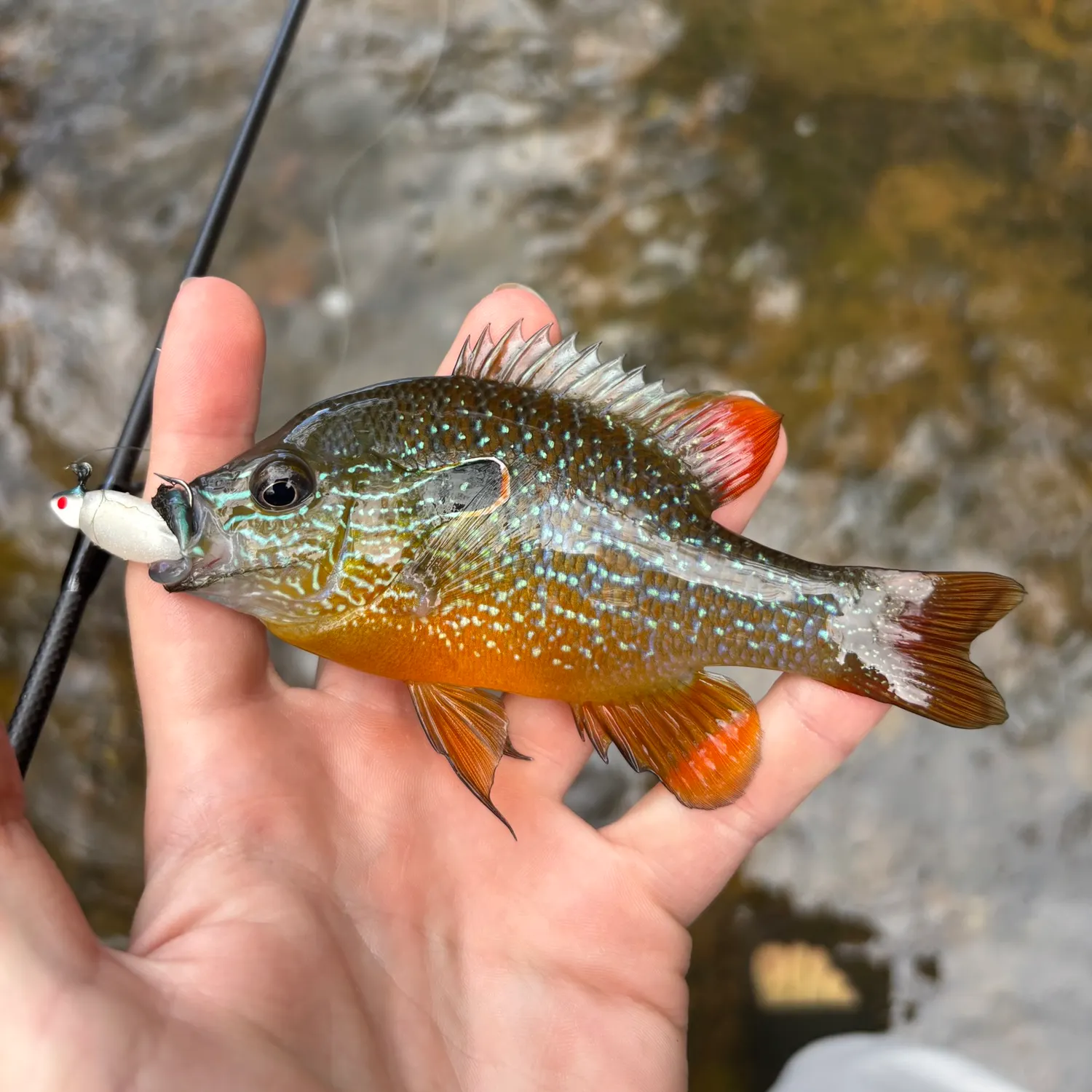 Swampland longear sunfish caught on Fishbrain