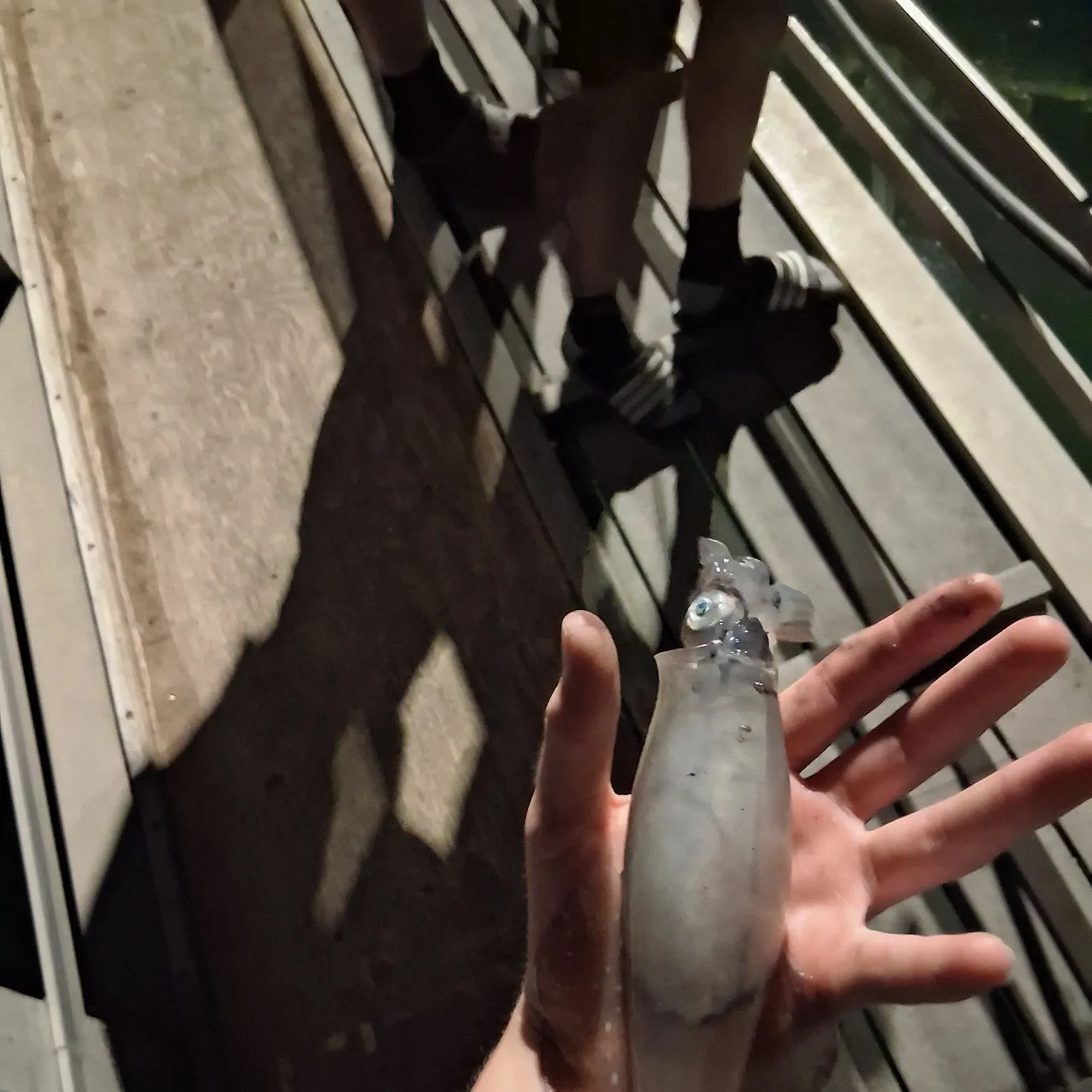 The most recent Blue shark catches on Fishbrain