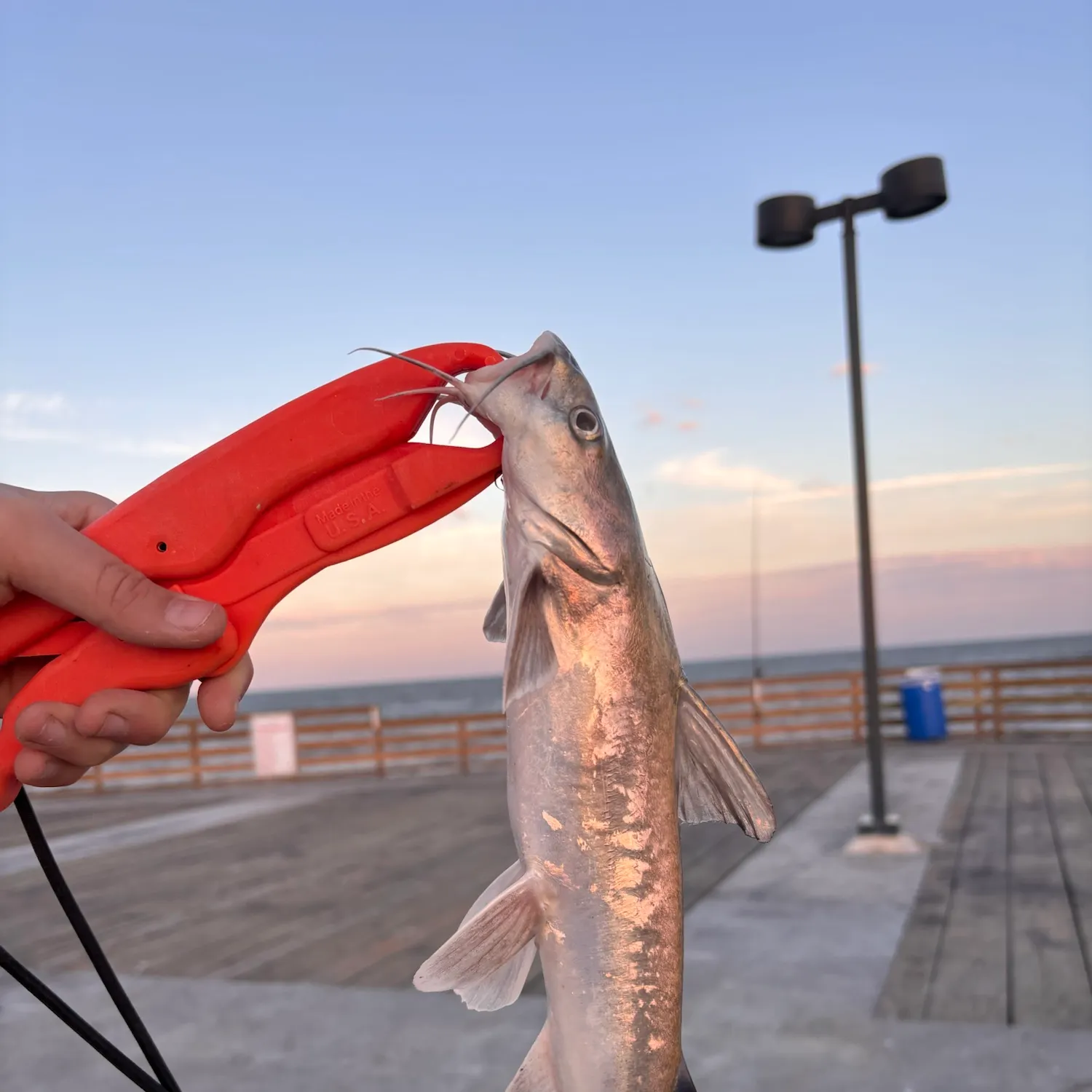 Hardhead sea catfish caught on Fishbrain