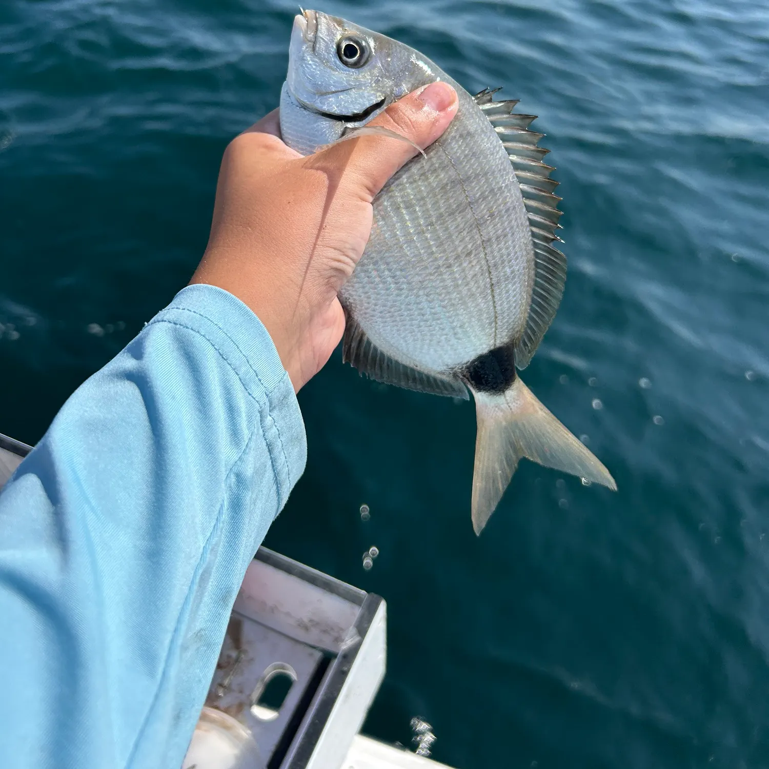 The most recent Spottail seabream catches on Fishbrain