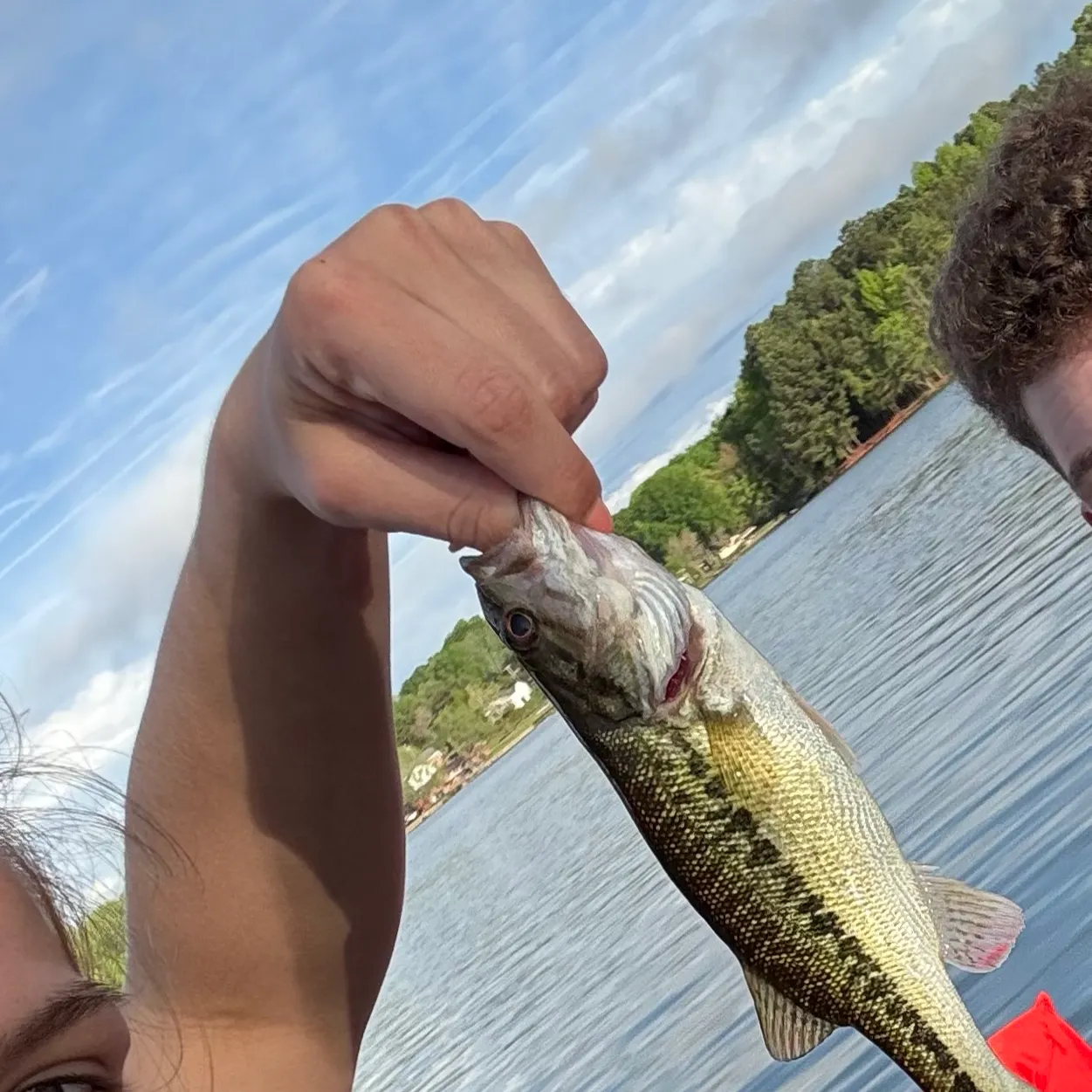 Spotted bass caught on Fishbrain