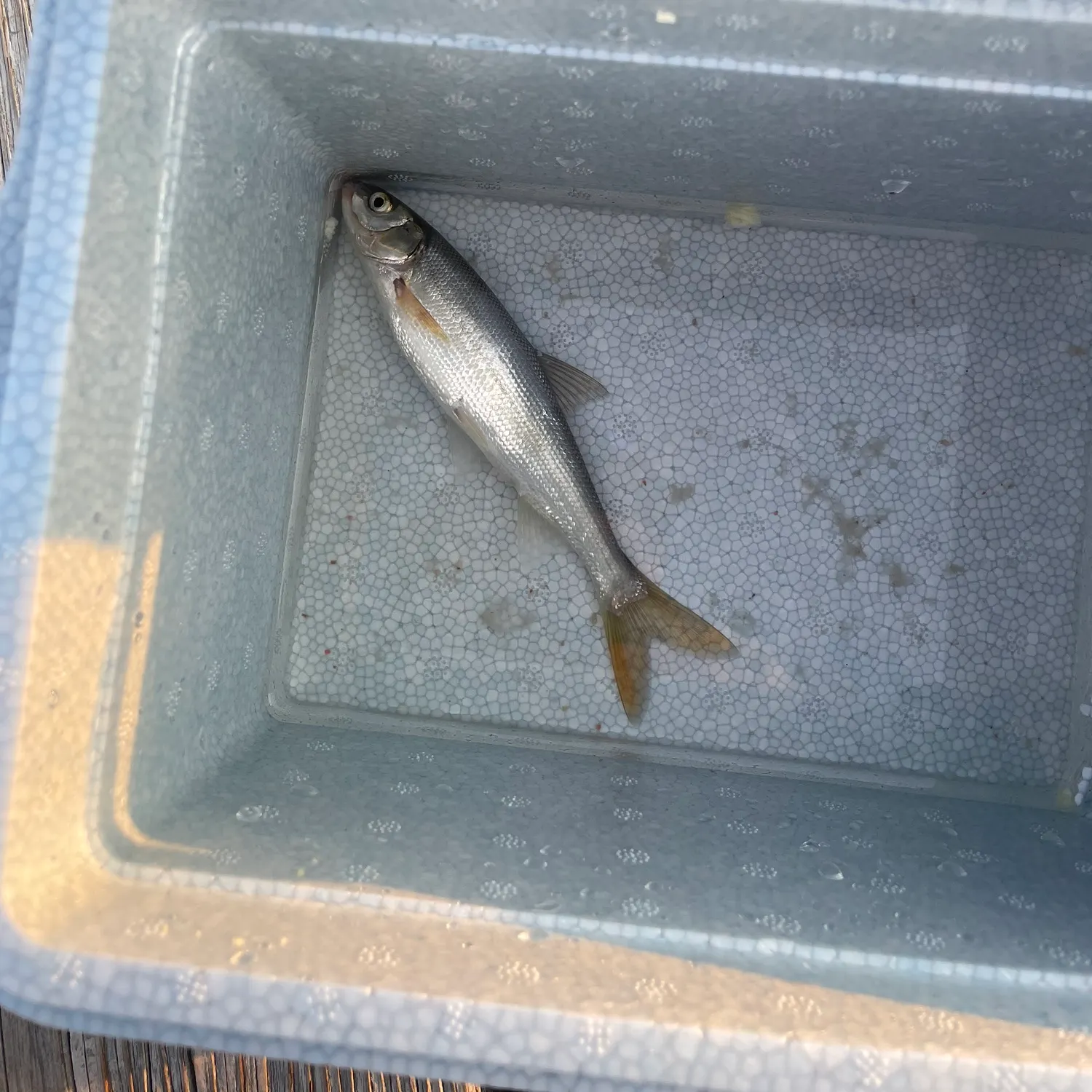The most recent Peamouth catches on Fishbrain
