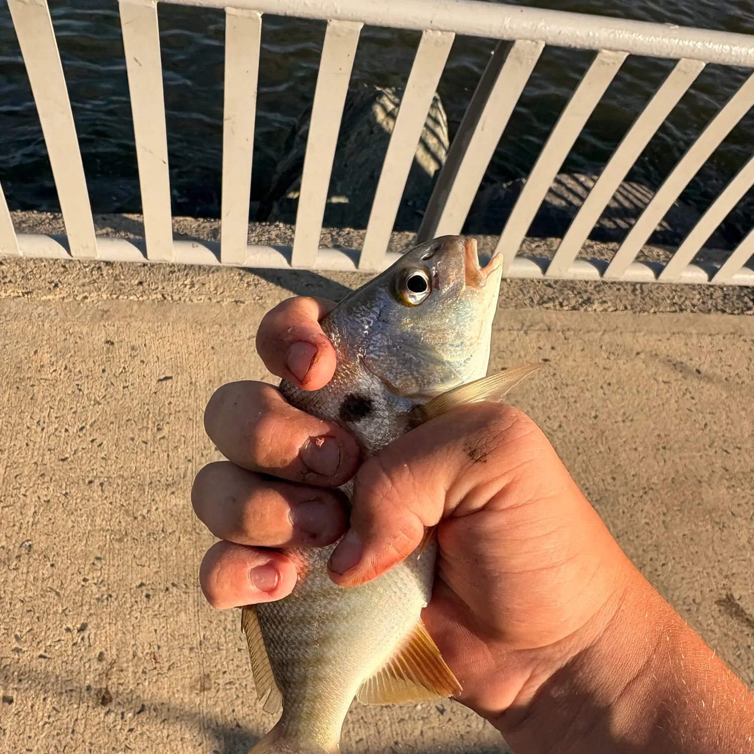 Spot croaker caught on Fishbrain