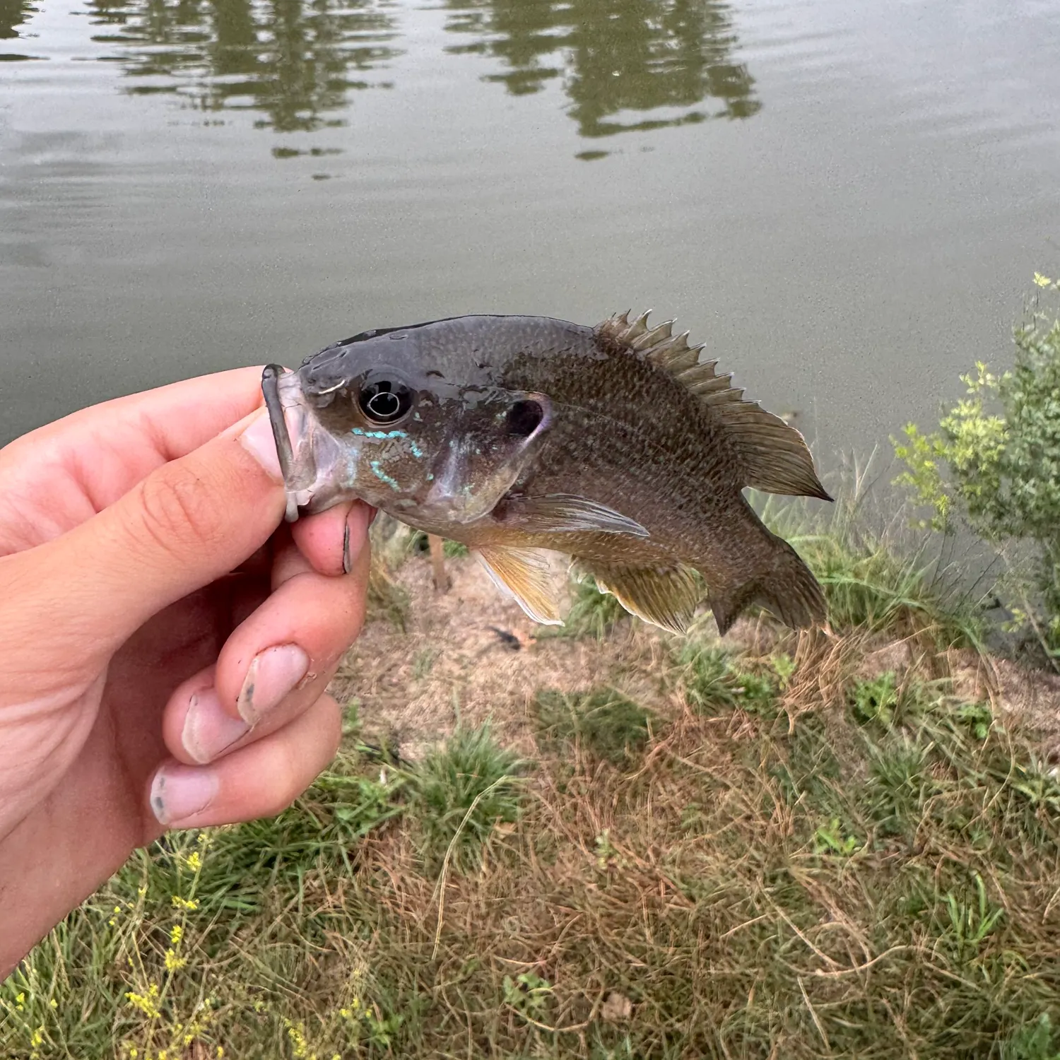 Green sunfish caught on Fishbrain