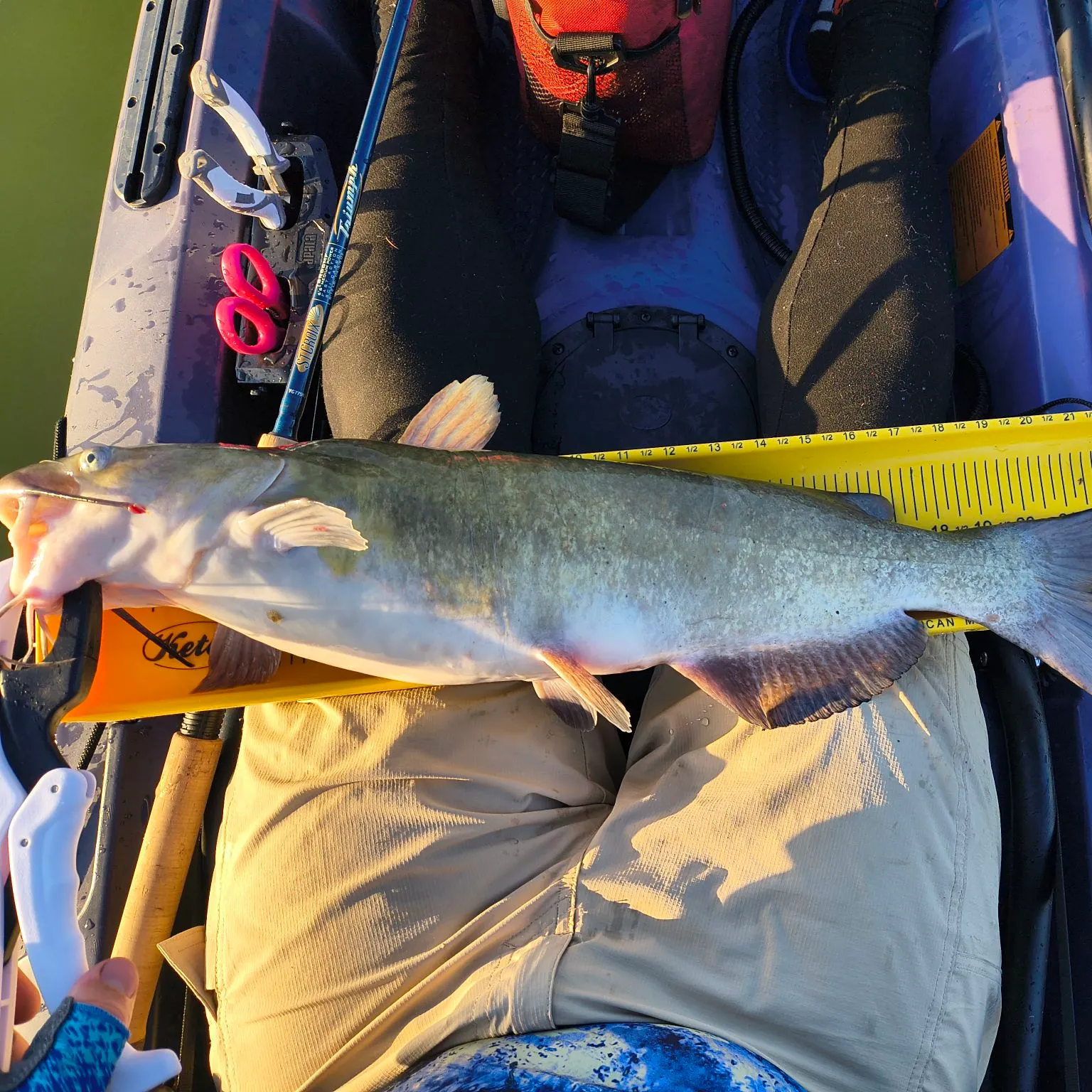 recently logged catches