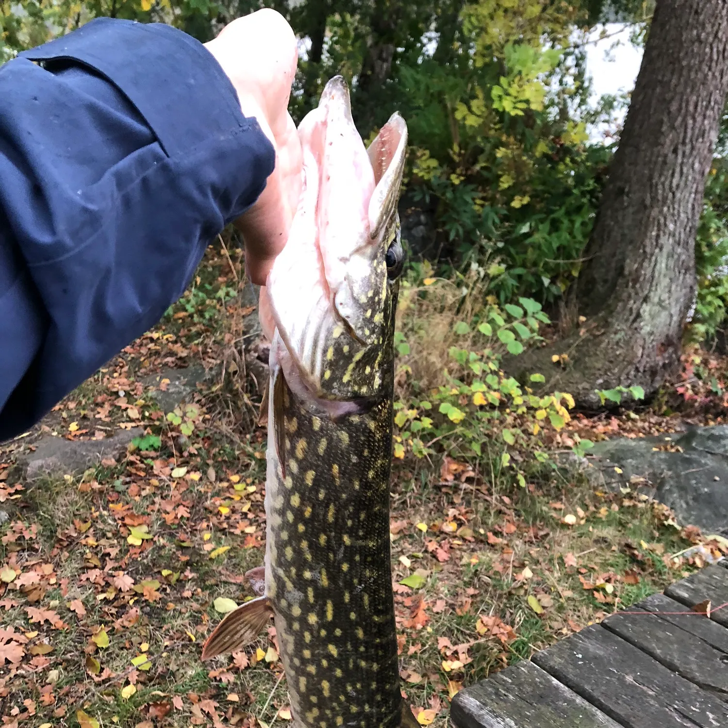 Northern pike caught on Fishbrain