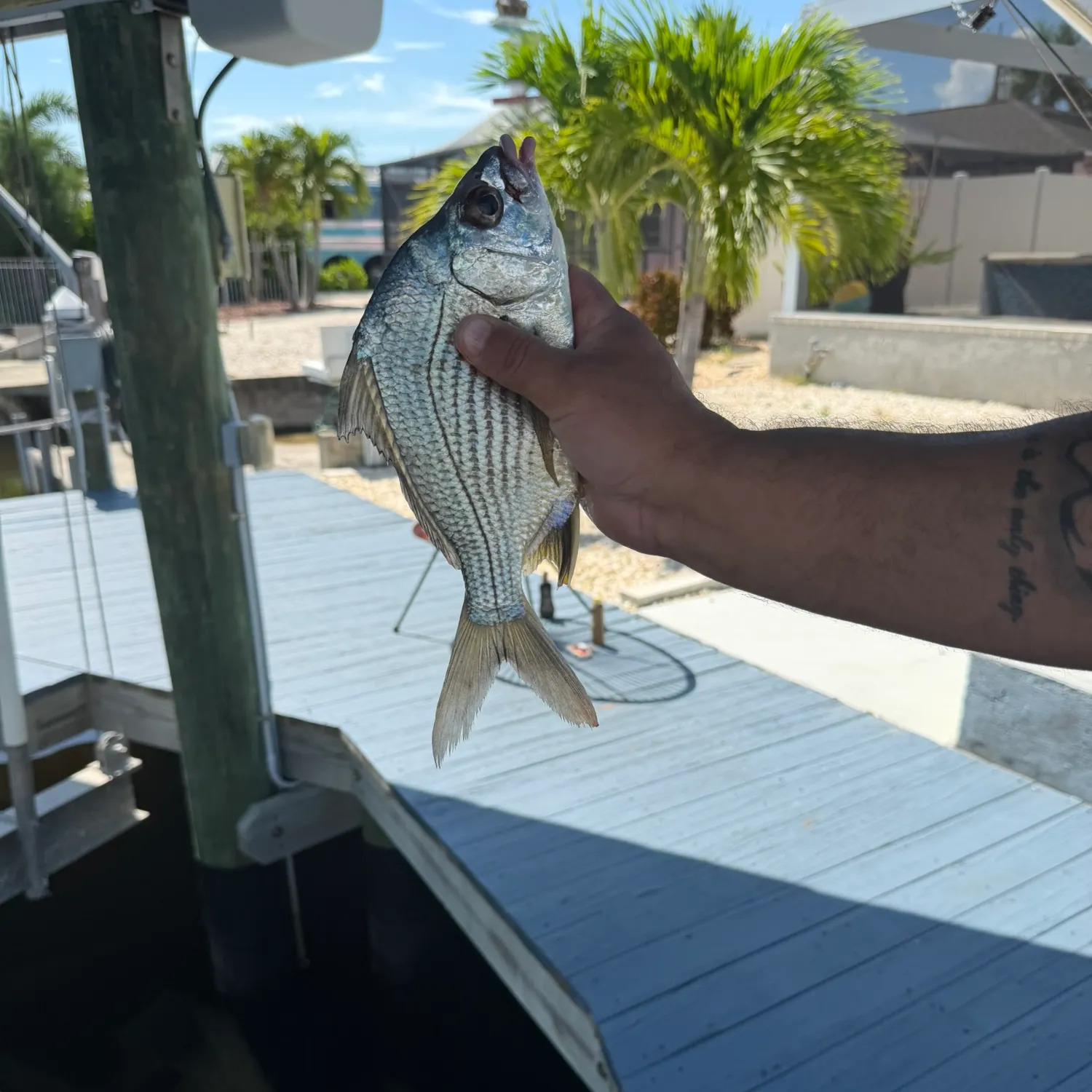 The most recent Striped mojarra catches on Fishbrain