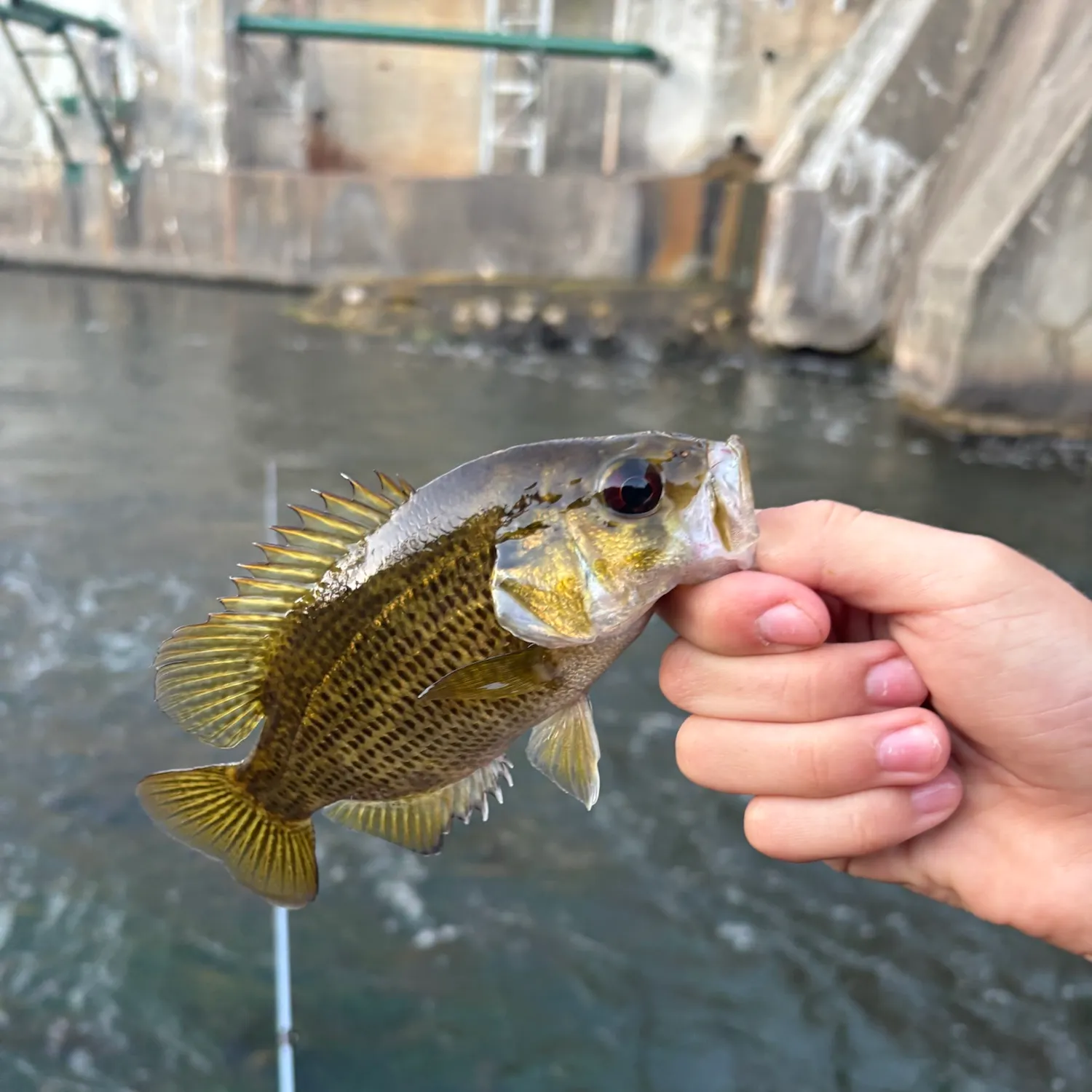 Rock bass caught on Fishbrain