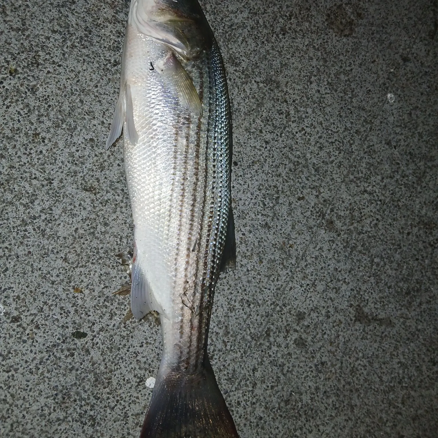 Striped bass caught on Fishbrain