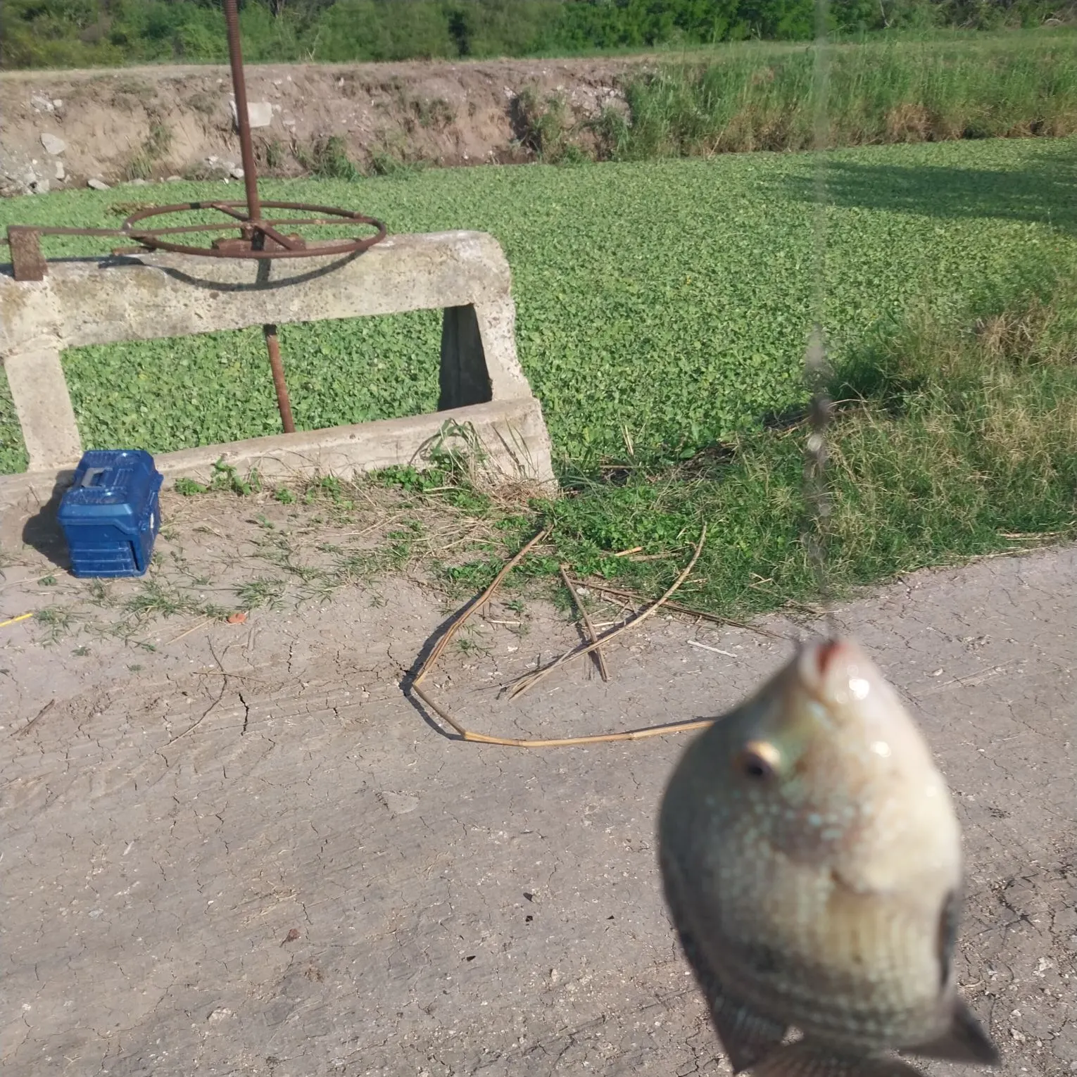 The most recent Rio Grande cichlid catches on Fishbrain