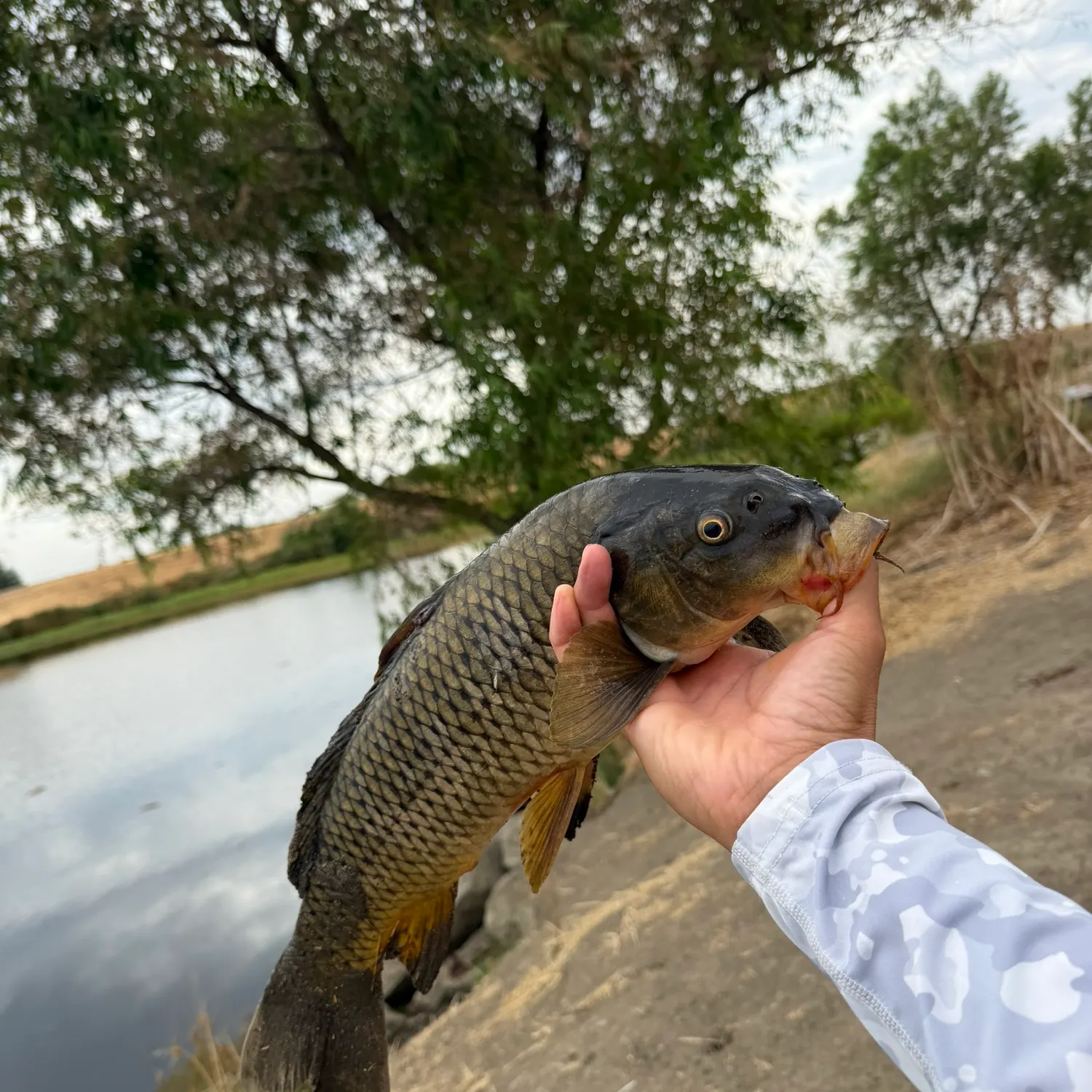 Common carp caught on Fishbrain