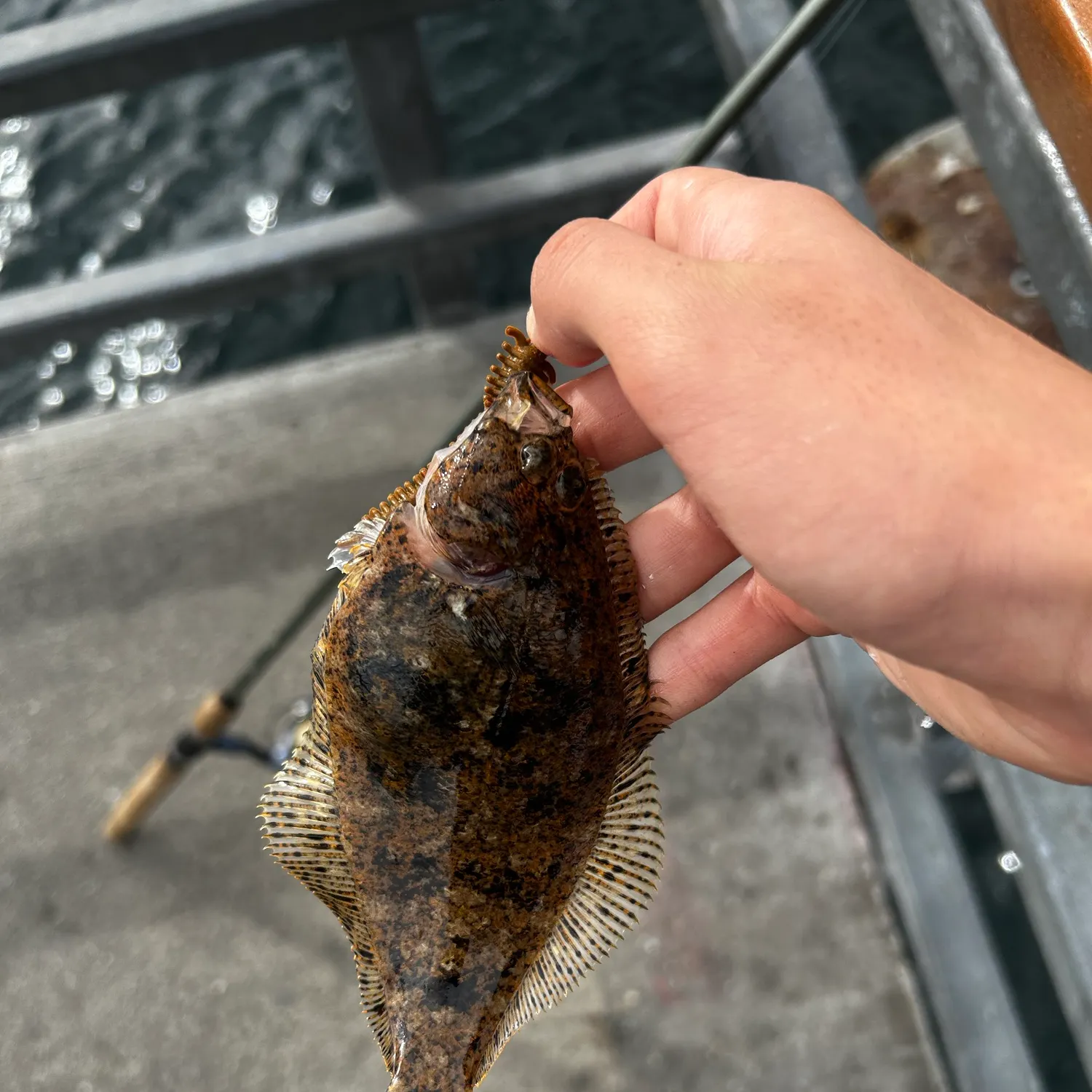 The most recent Northern rock sole catches on Fishbrain