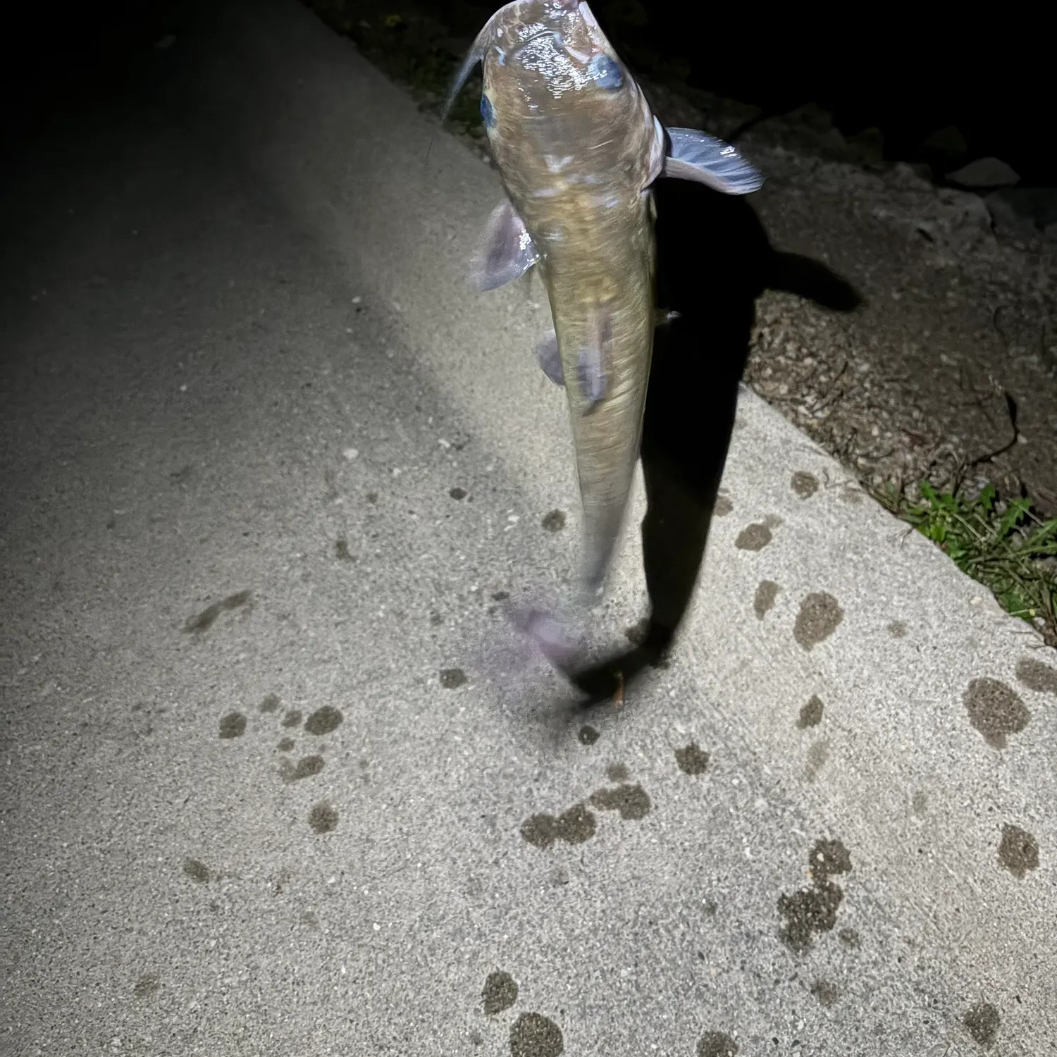 Channel catfish caught on Fishbrain