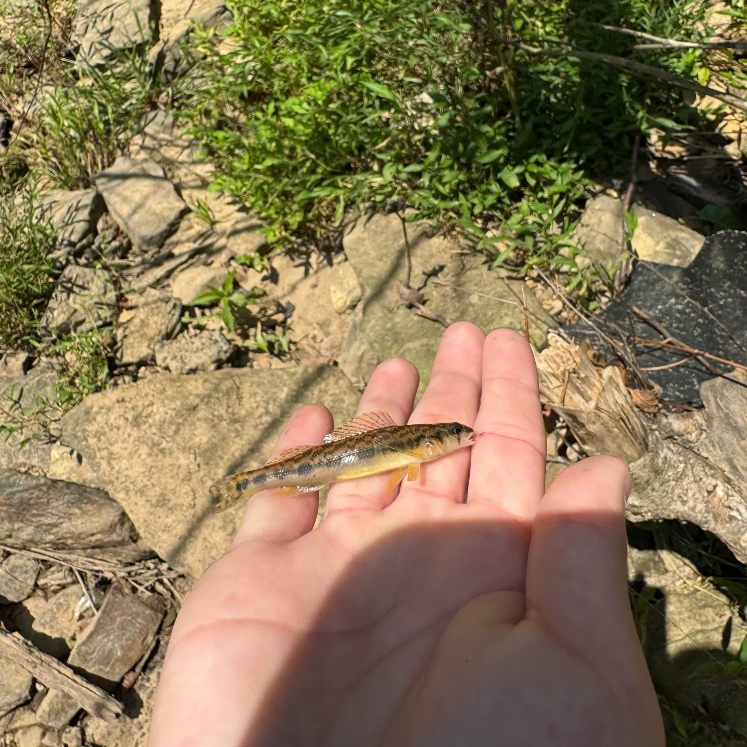 The most recent Blackside darter catches on Fishbrain