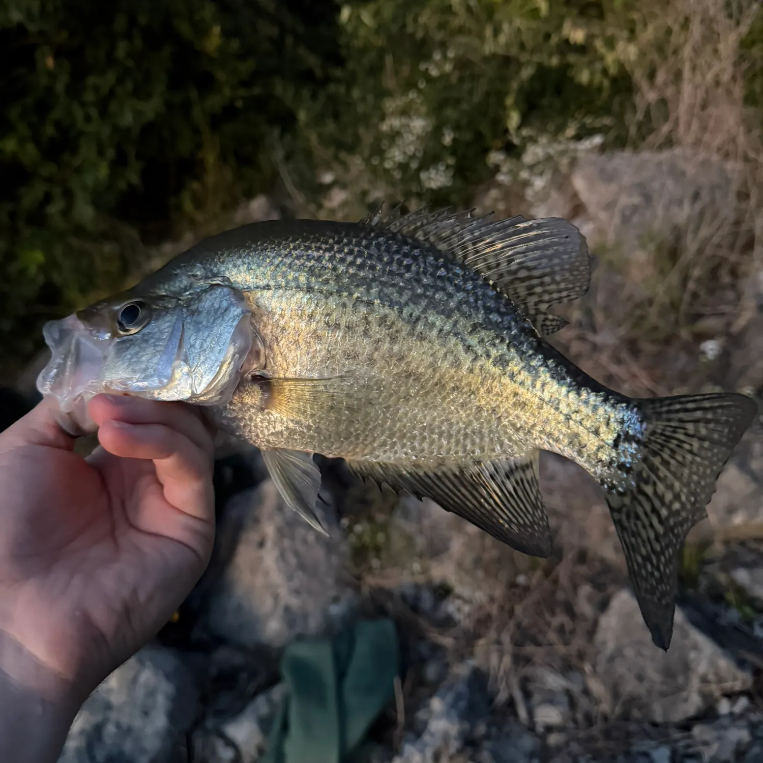 Black crappie caught on Fishbrain