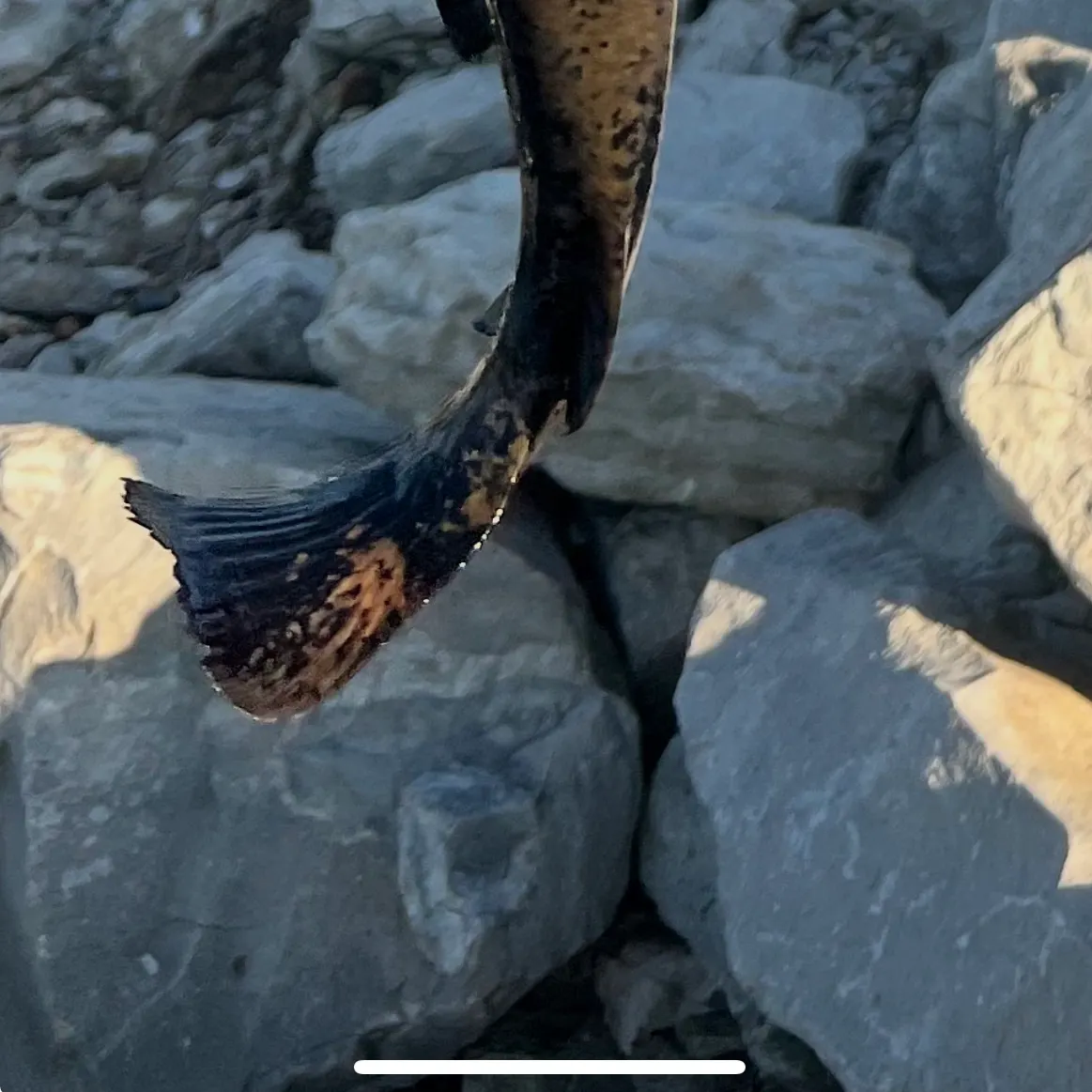 Flathead catfish caught on Fishbrain