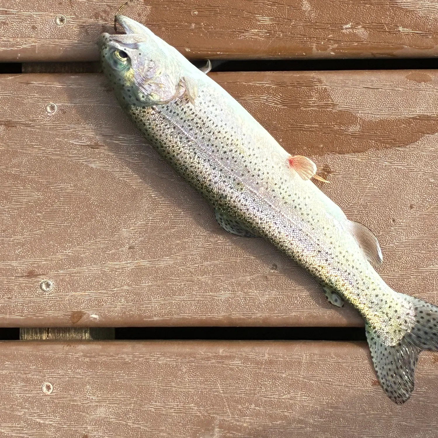 Rainbow trout caught on Fishbrain