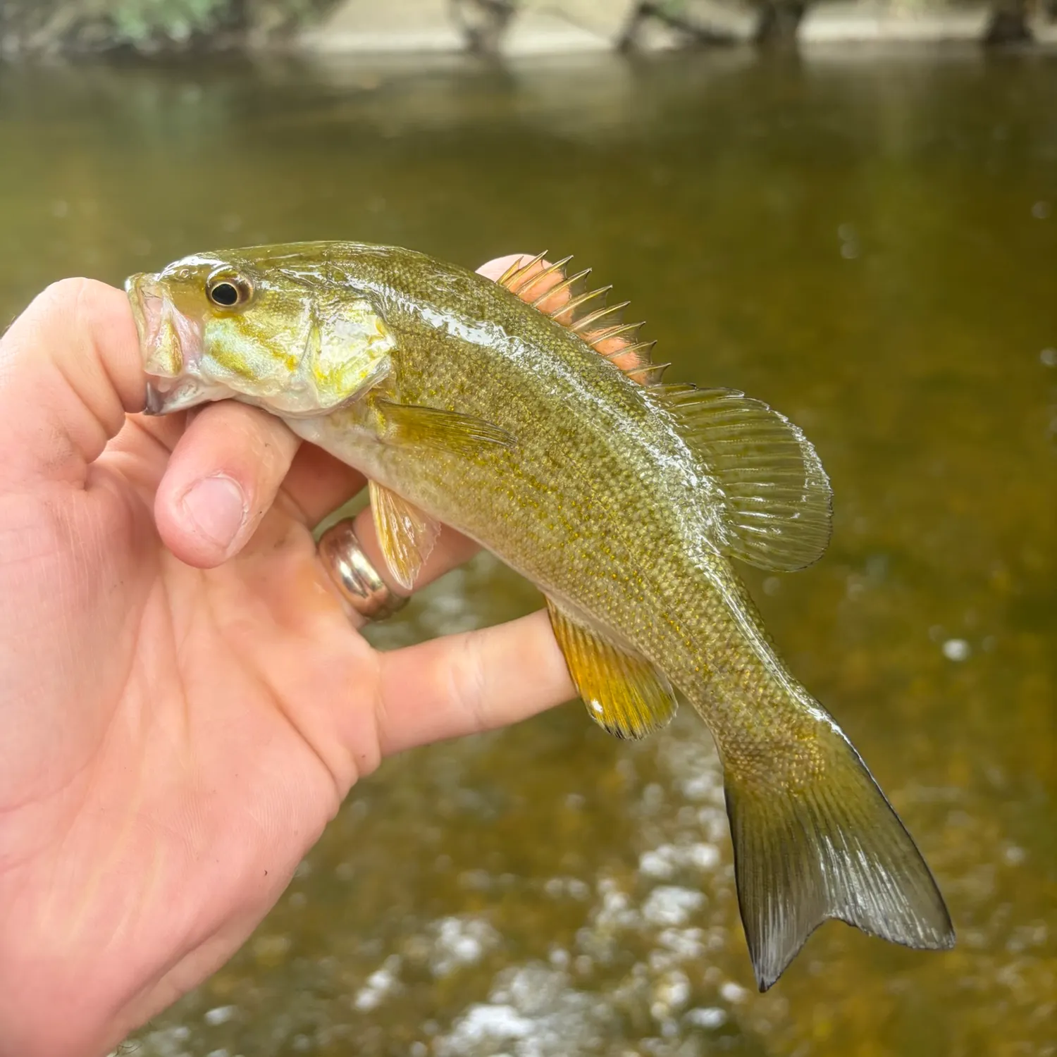 Smallmouth bass caught on Fishbrain