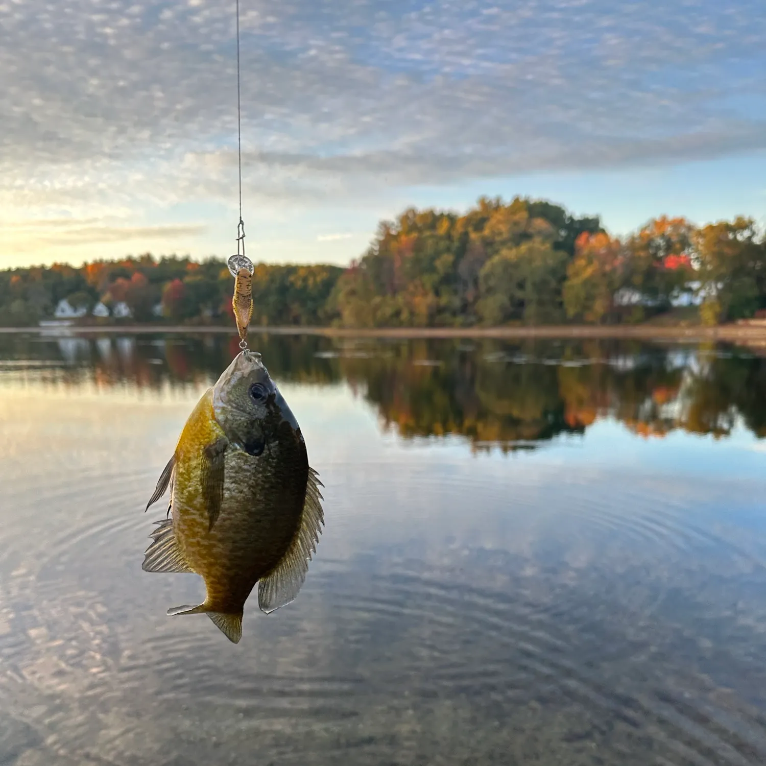 Bluegill caught on Fishbrain