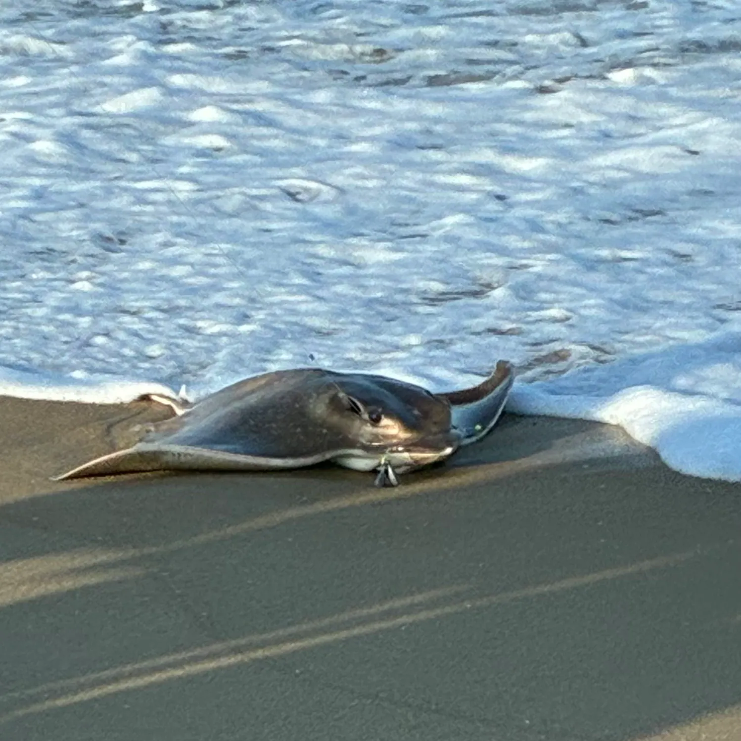 Cownose Ray caught on Fishbrain