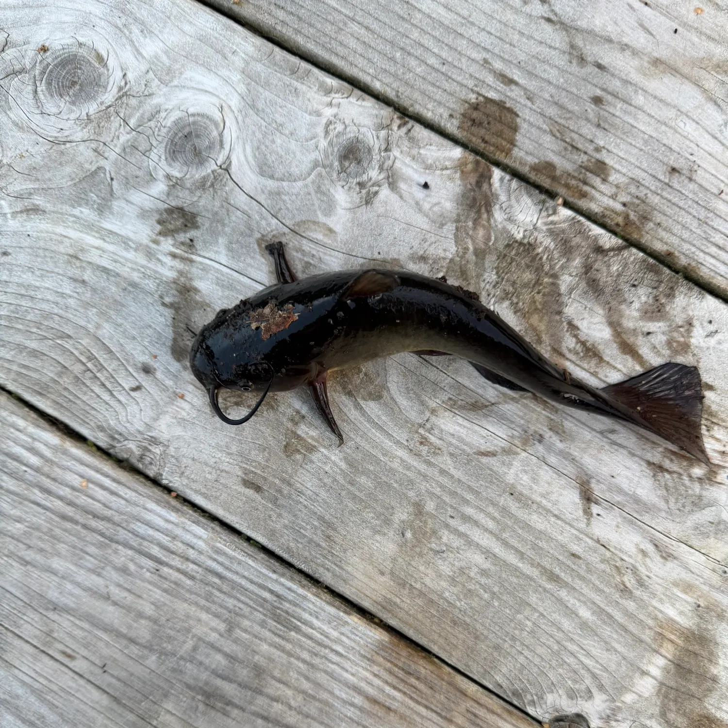 Fish caught on Fishbrain