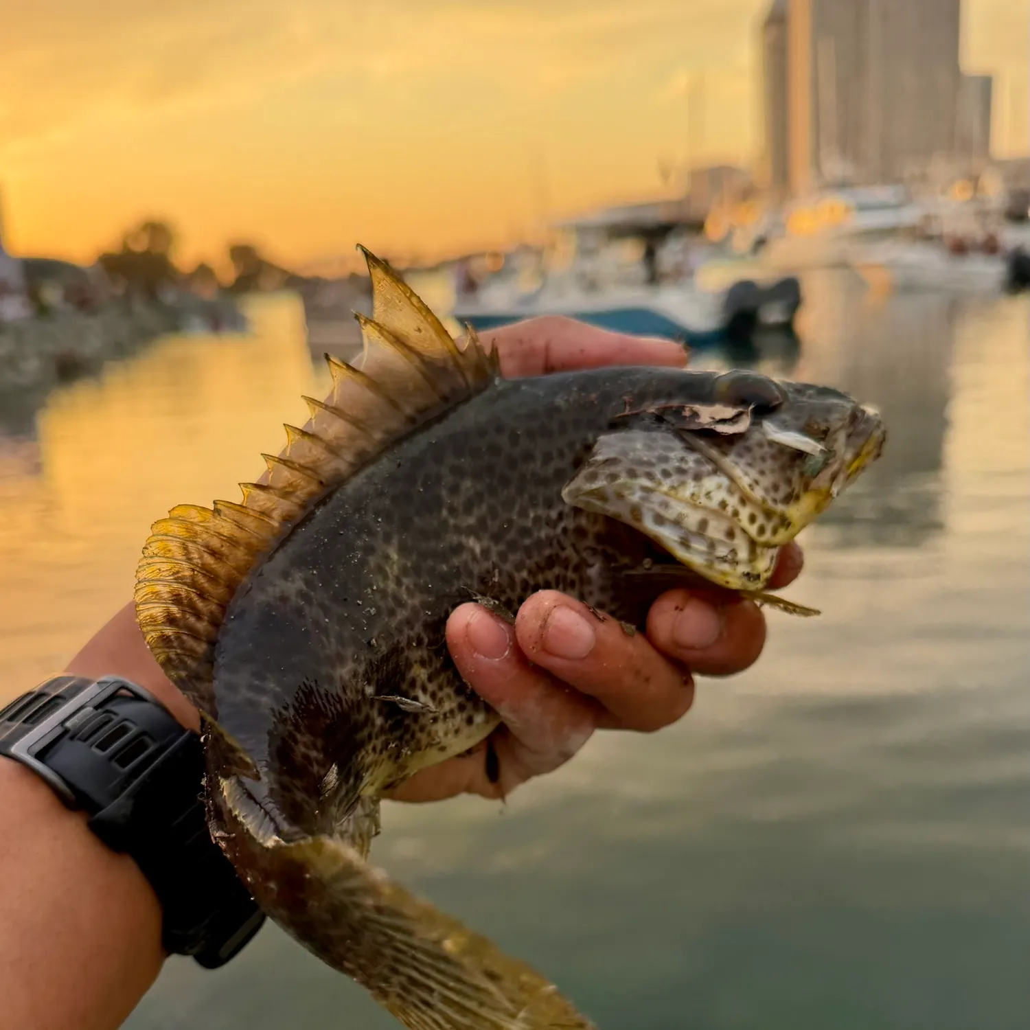 catch