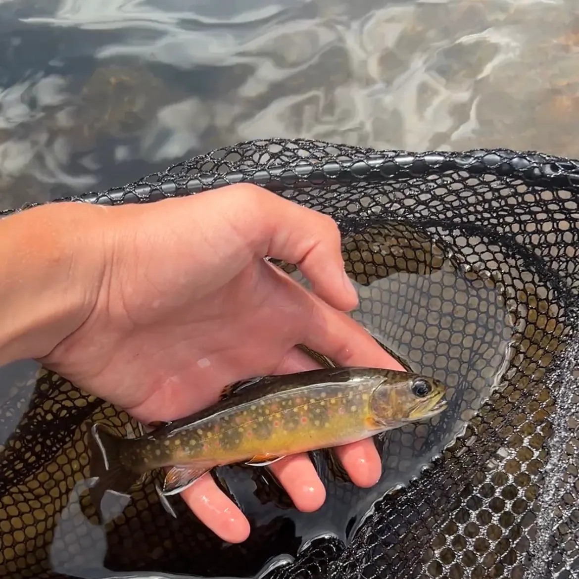 Brook trout caught on Fishbrain