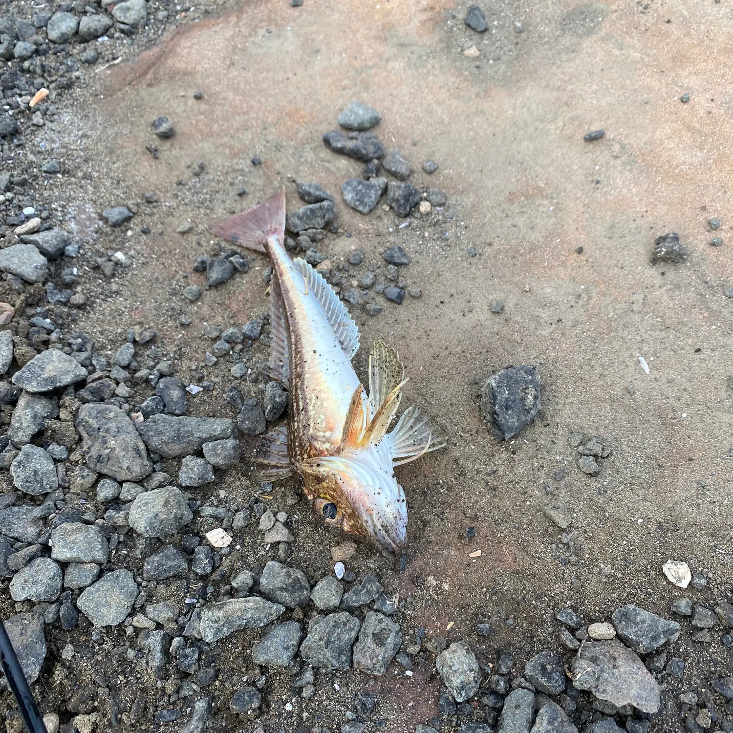 The most recent Common gurnard perch catches on Fishbrain