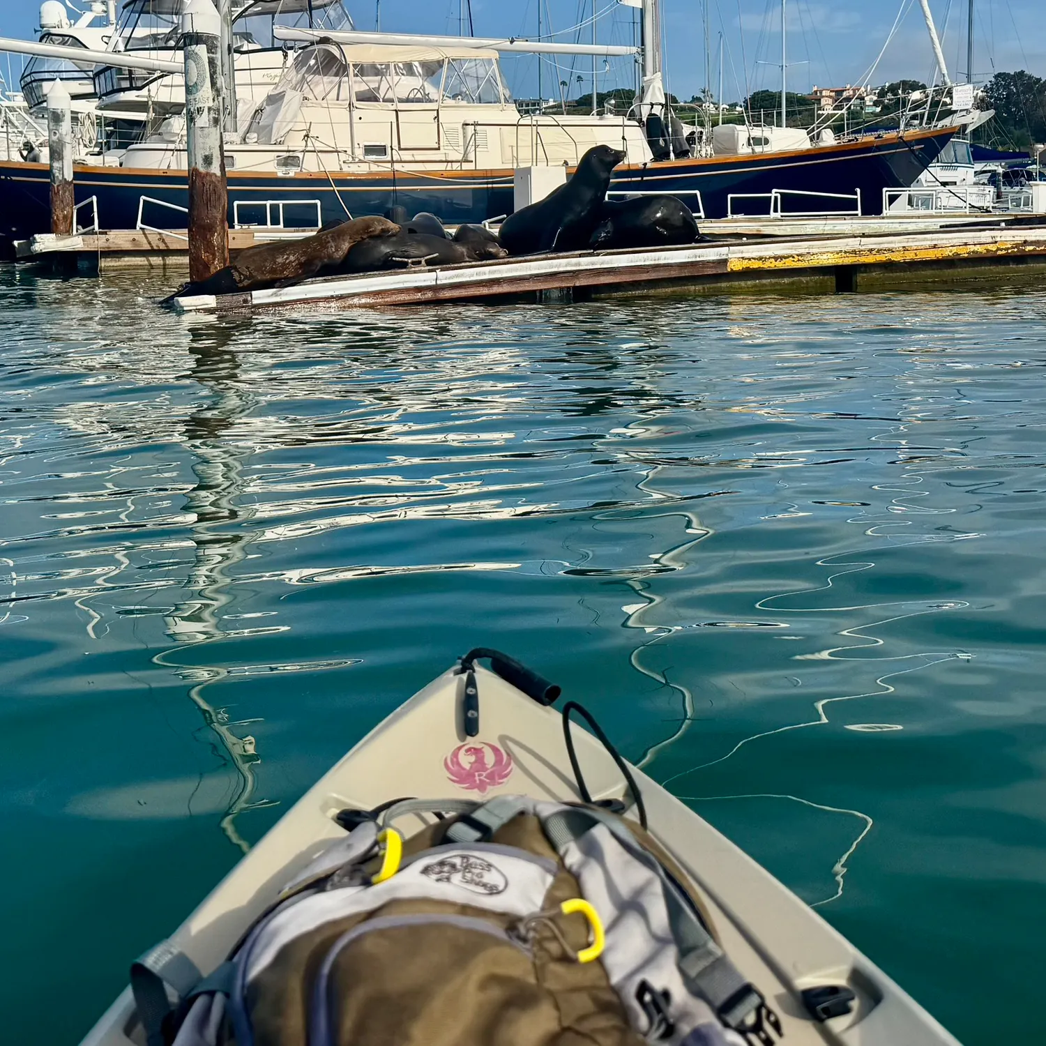 The most recent California halibut catches on Fishbrain