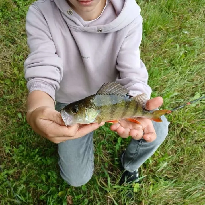 European perch caught on Fishbrain