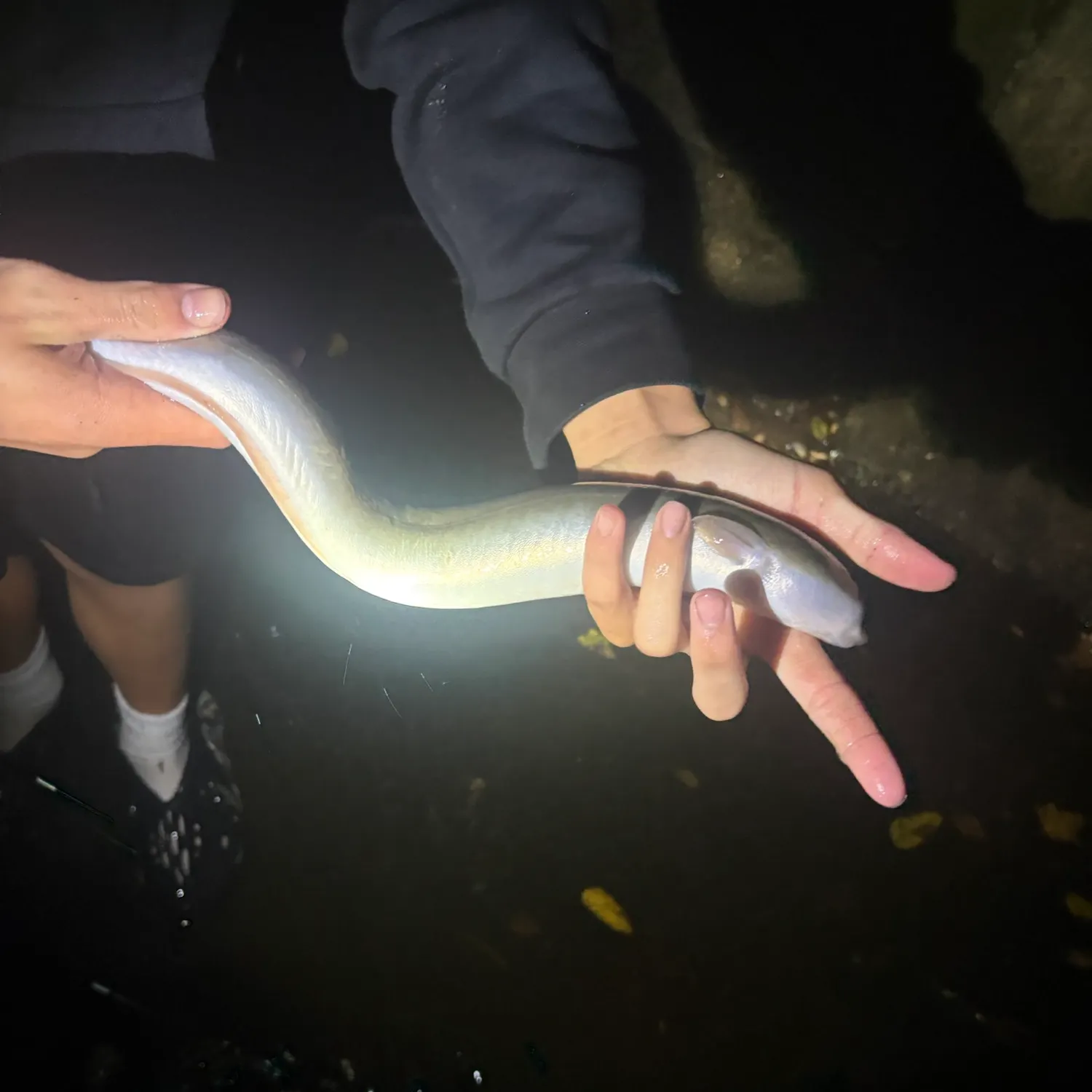 American eel caught on Fishbrain