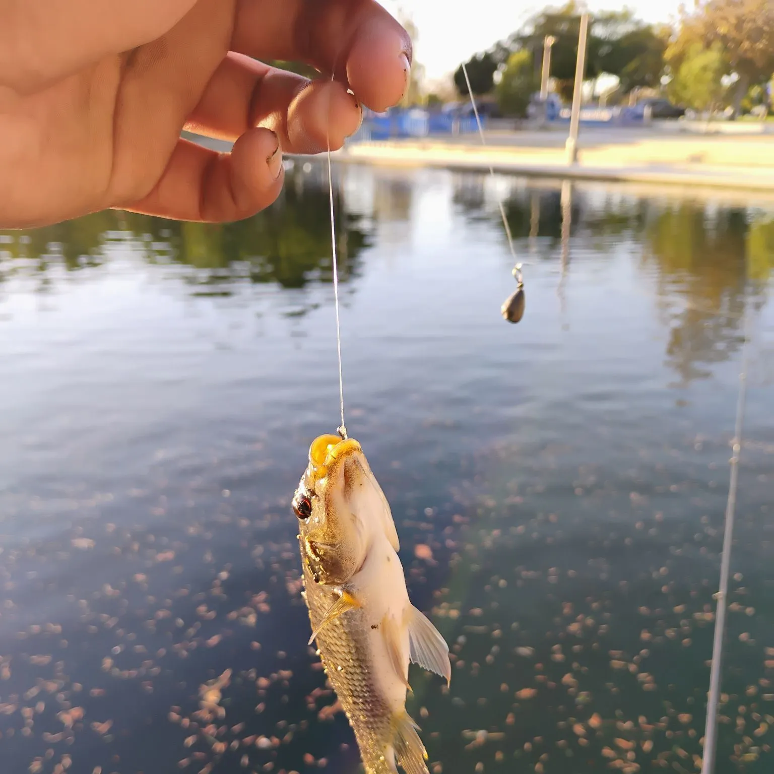 Common logperch caught on Fishbrain