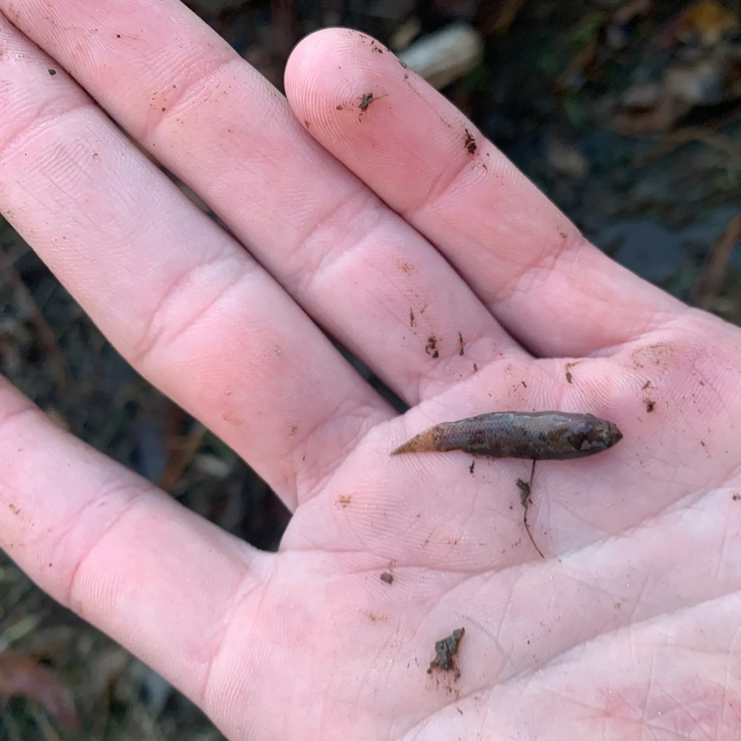 The most recent Banded pygmy sunfish catches on Fishbrain