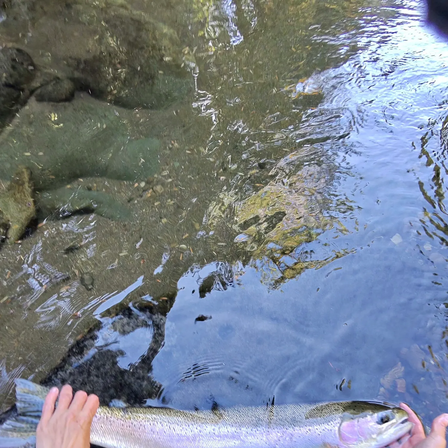 Steelhead caught on Fishbrain