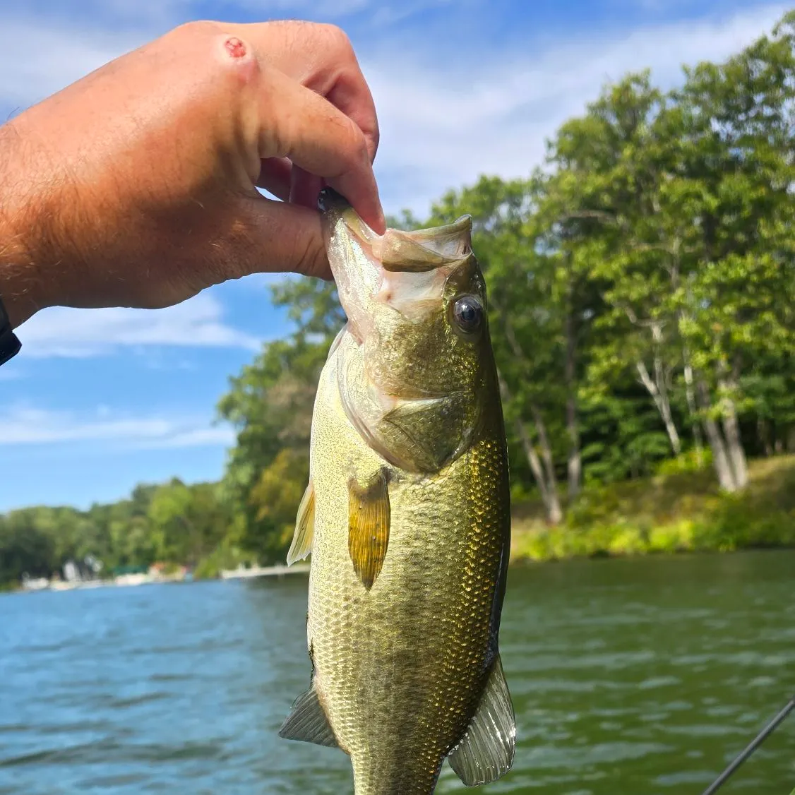 Largemouth bass caught on Fishbrain