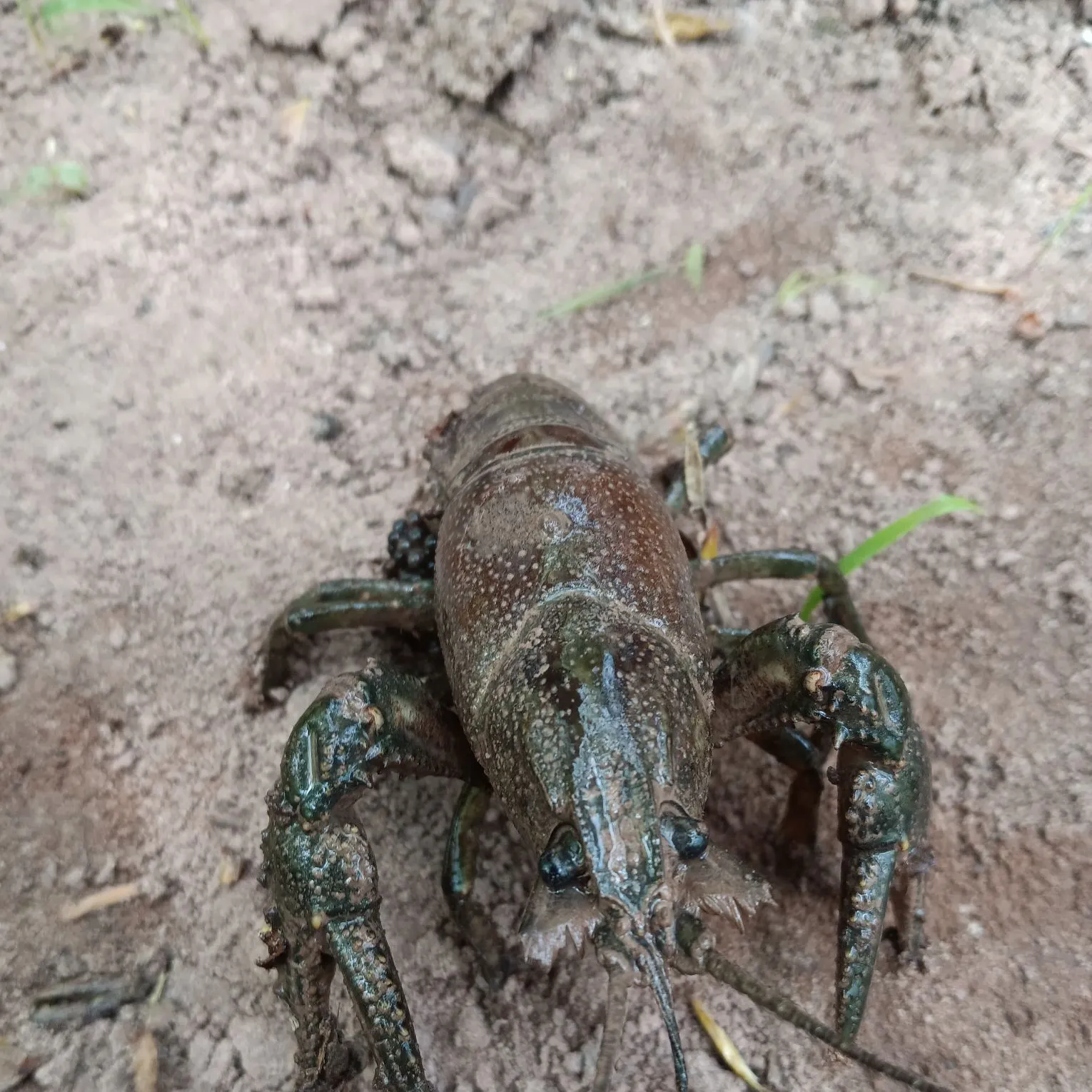 The most recent Virile crayfish catches on Fishbrain