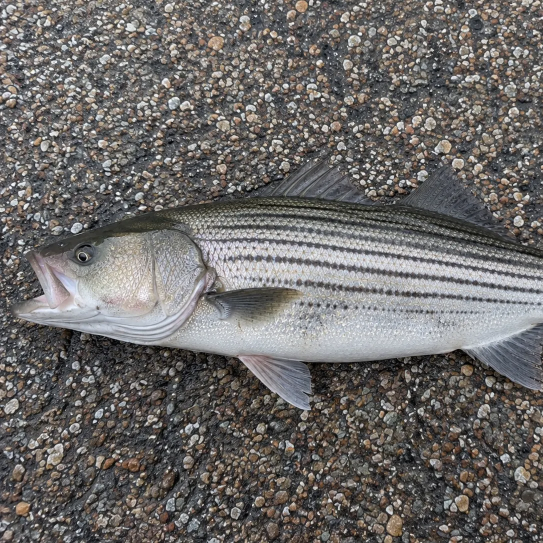 Striped bass caught on Fishbrain