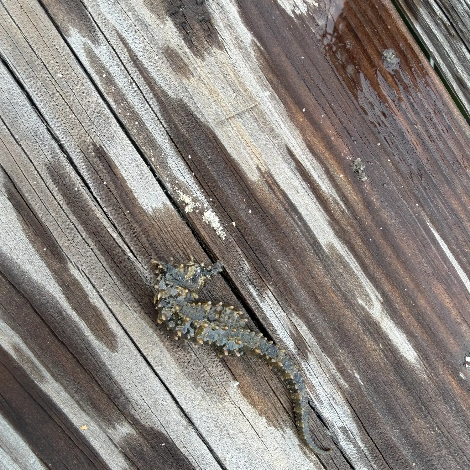 The most recent Thorny seahorse catches on Fishbrain