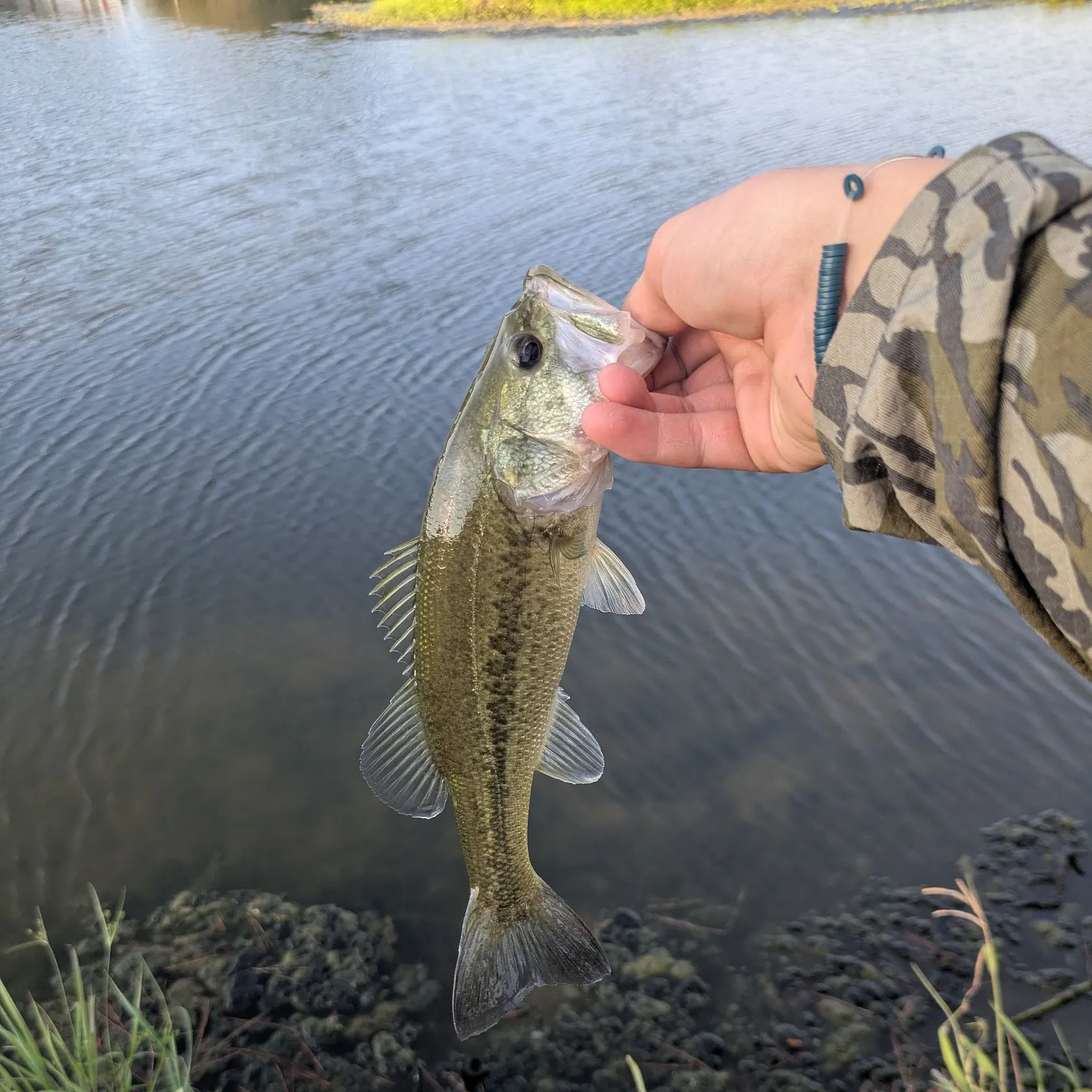 Largemouth bass caught on Fishbrain