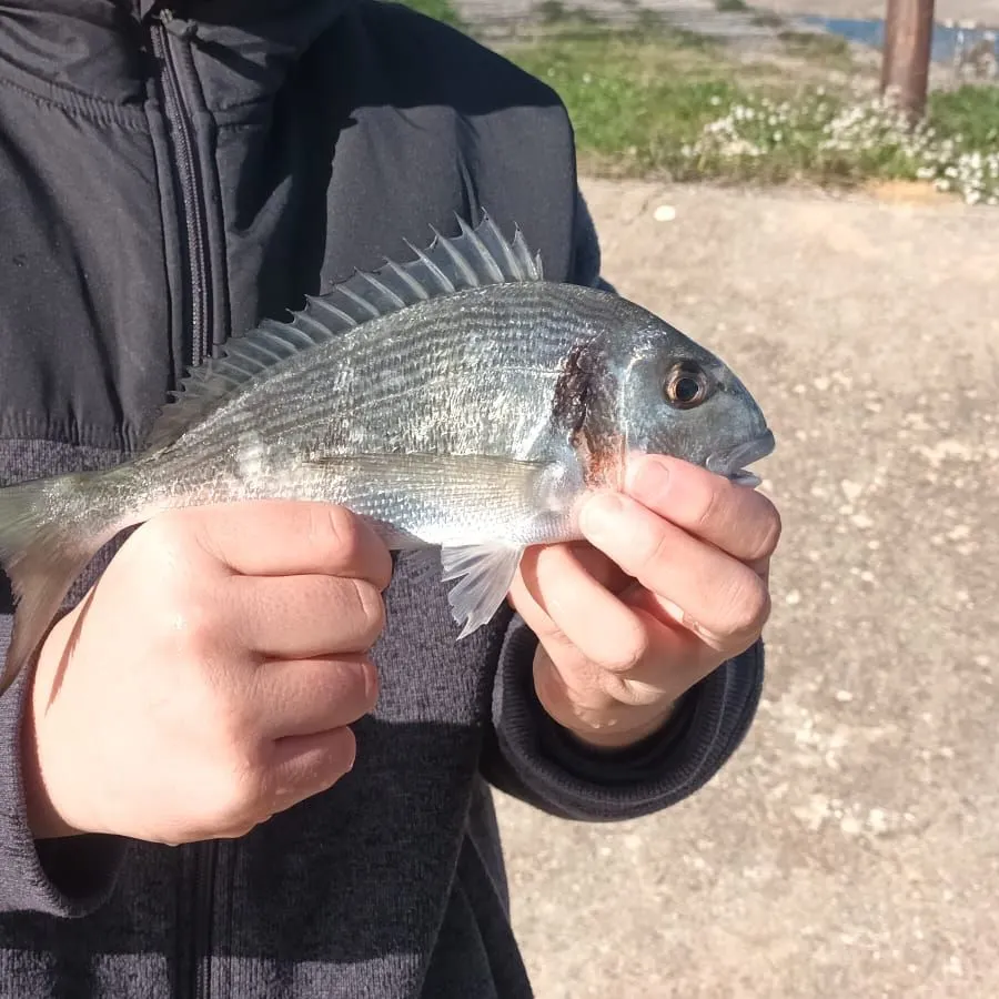 The most recent Gilthead seabream catches on Fishbrain