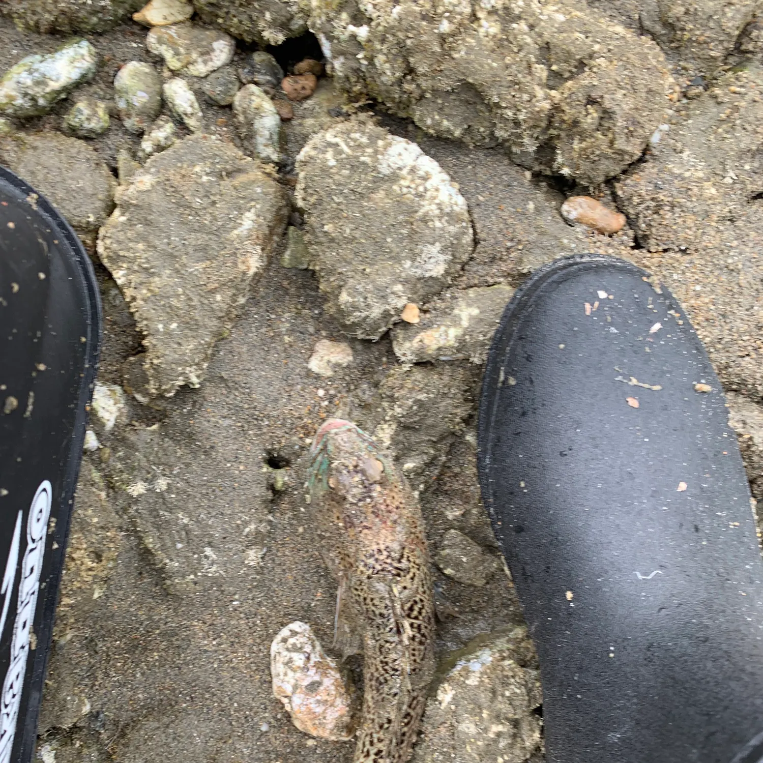 The most recent Greater weever catches on Fishbrain