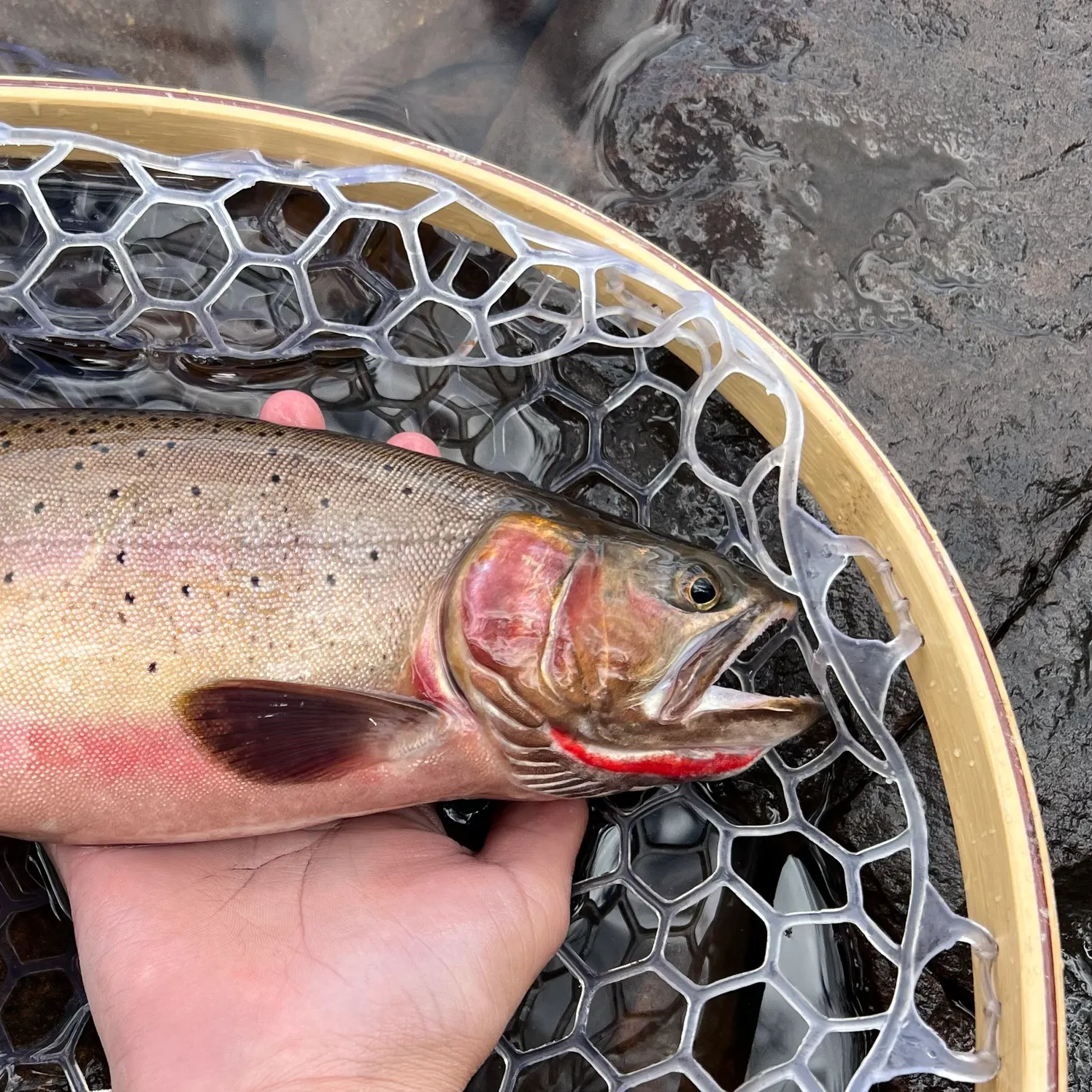 The most recent Colorado river cutthroat trout catches on Fishbrain