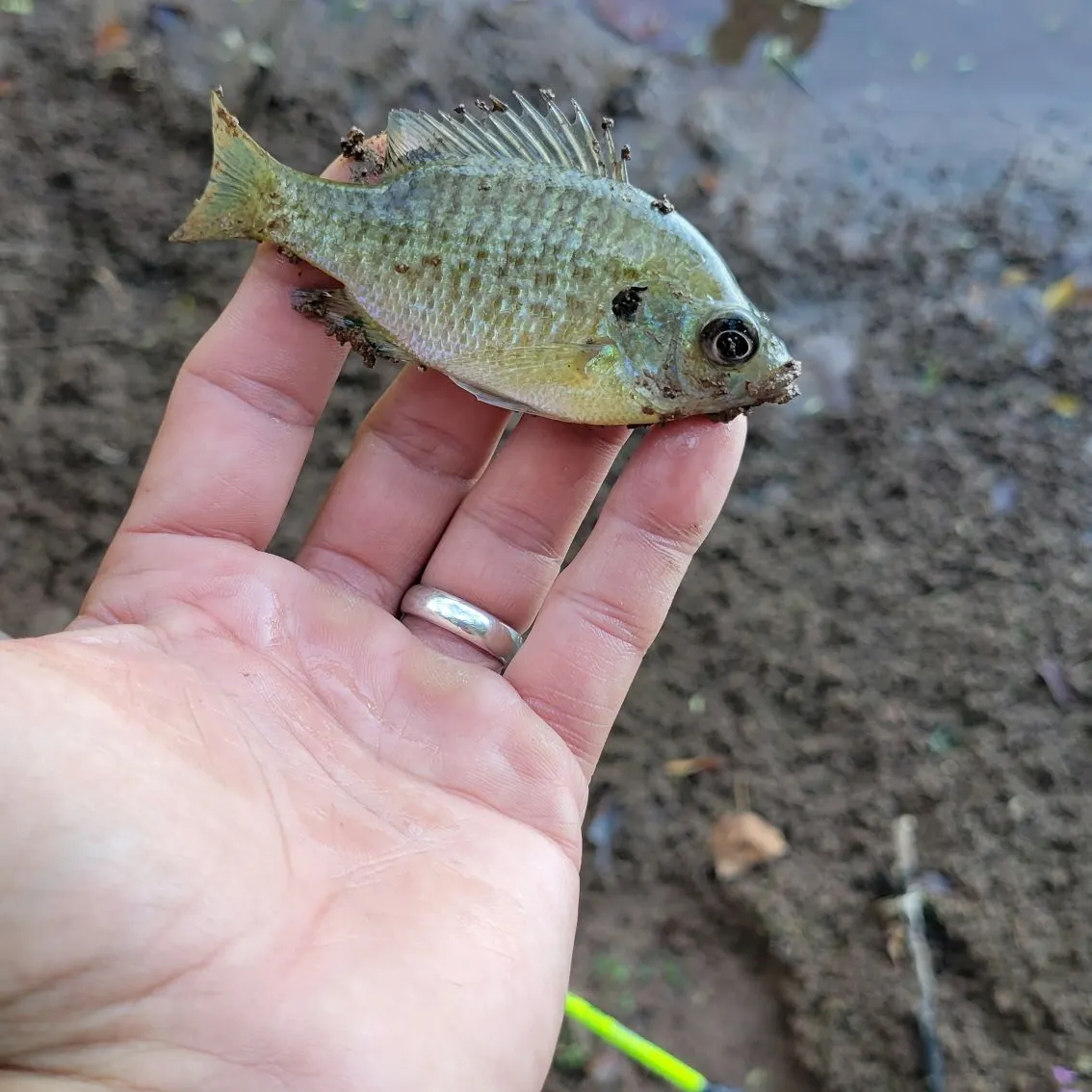 Bluegill caught on Fishbrain