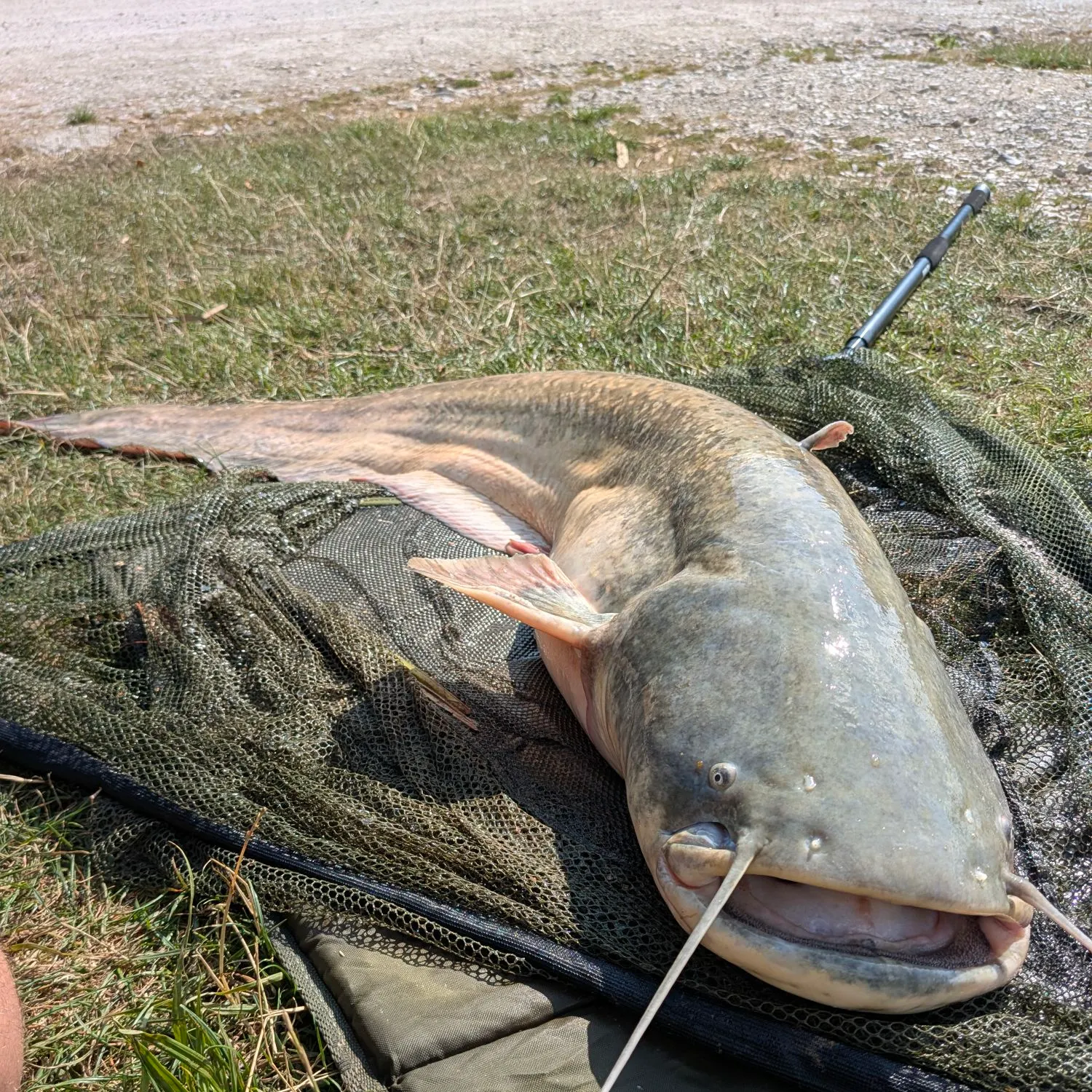 Wels catfish caught on Fishbrain