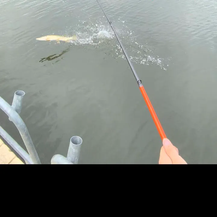 Northern pike caught on Fishbrain