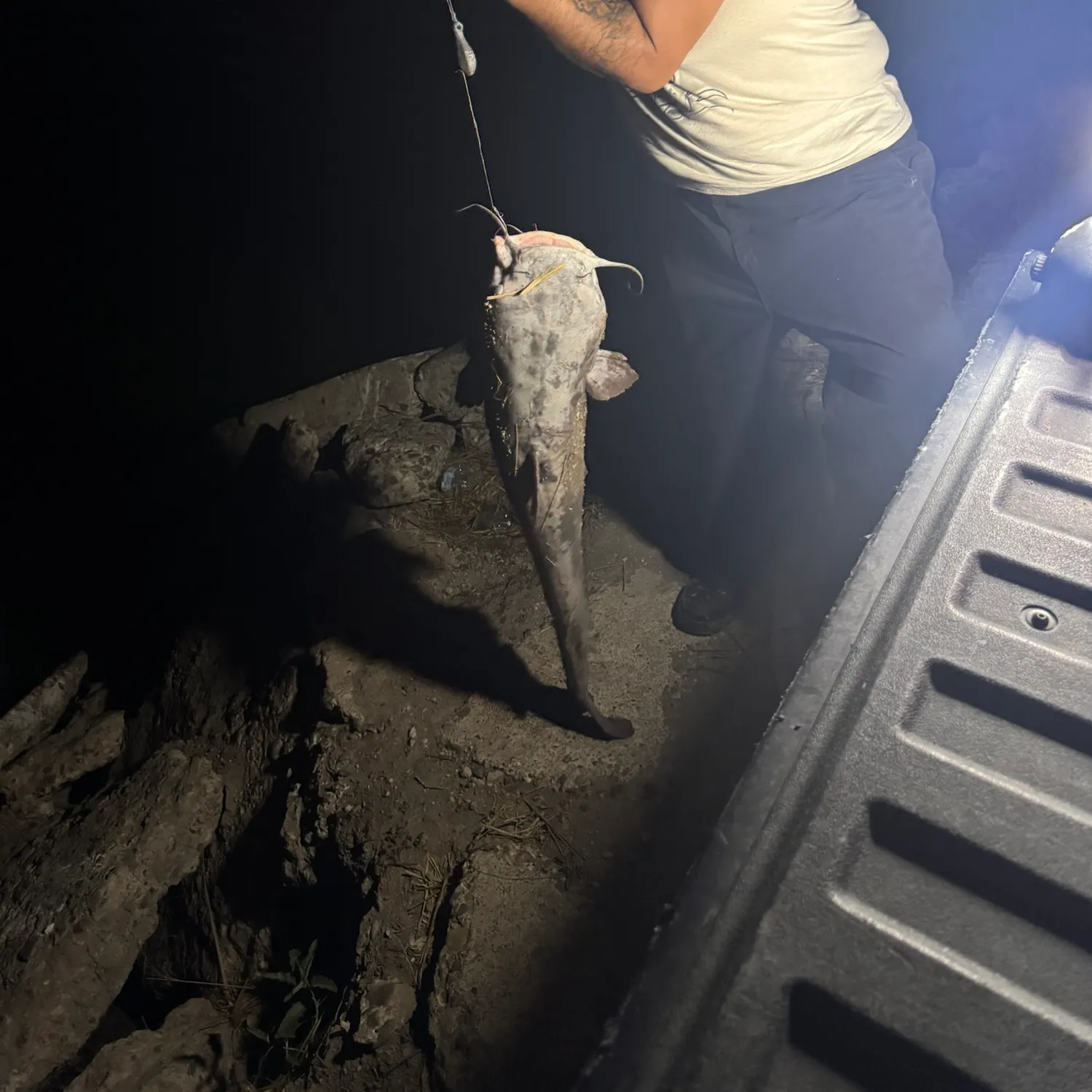 Flathead catfish caught on Fishbrain